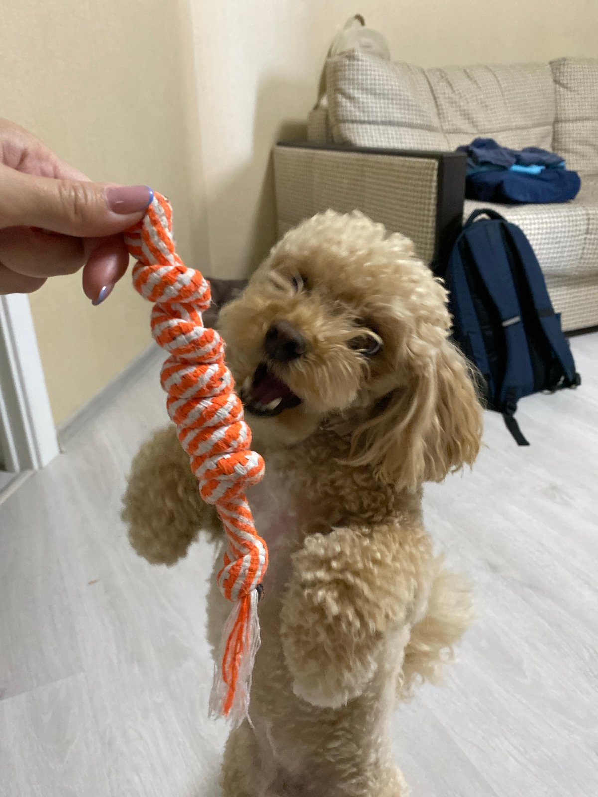 Poodle goes all-in on a rope toy tug-of-war session