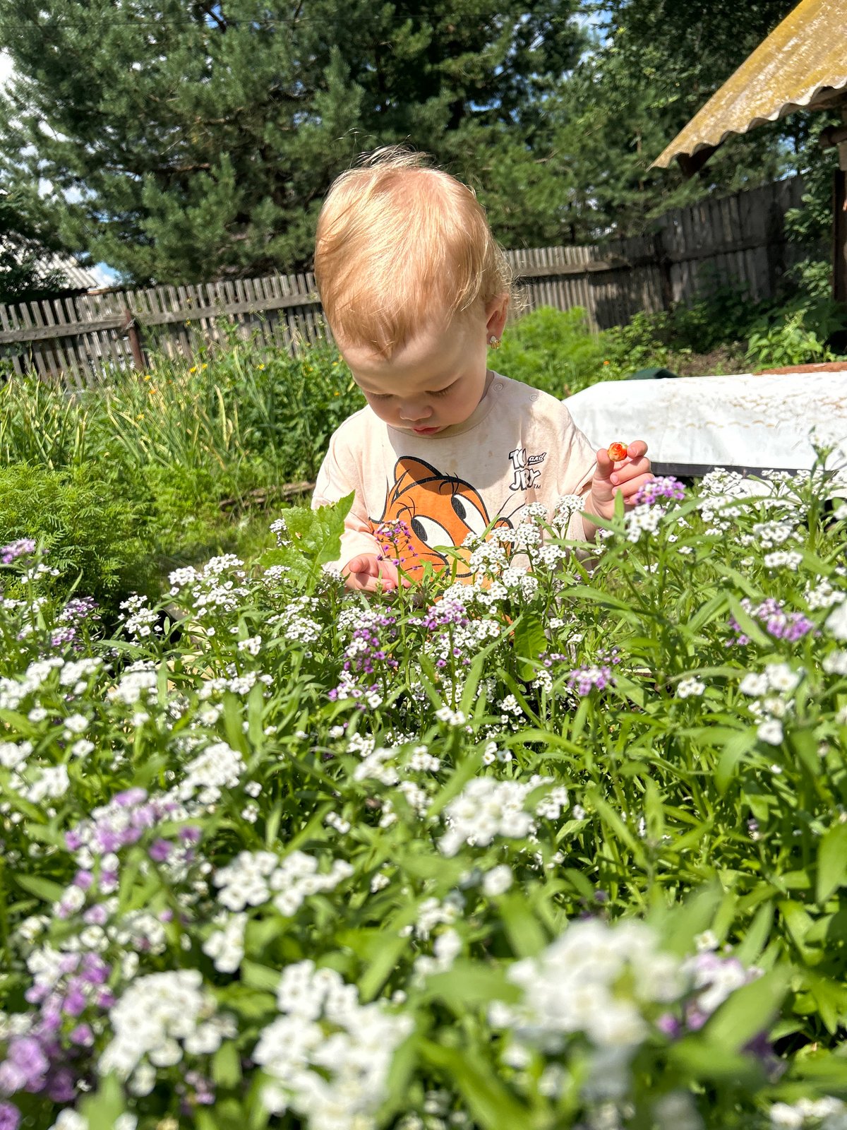 Close look at garden flowers in a Russian village