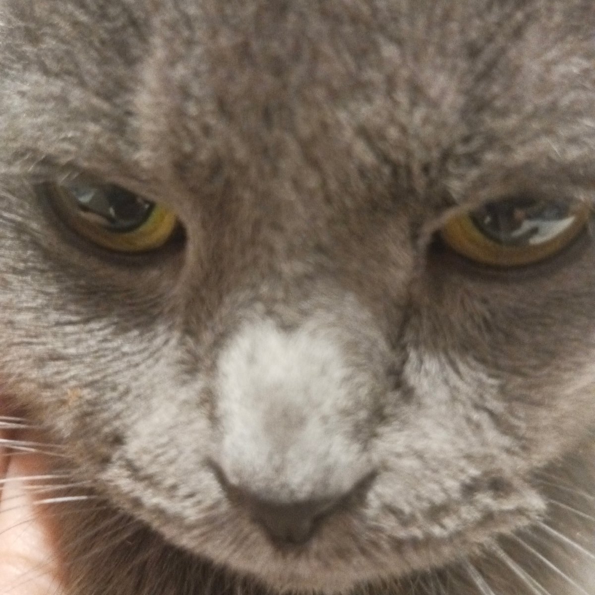 Pet owner documents intimate moments with cats, dogs in Russia