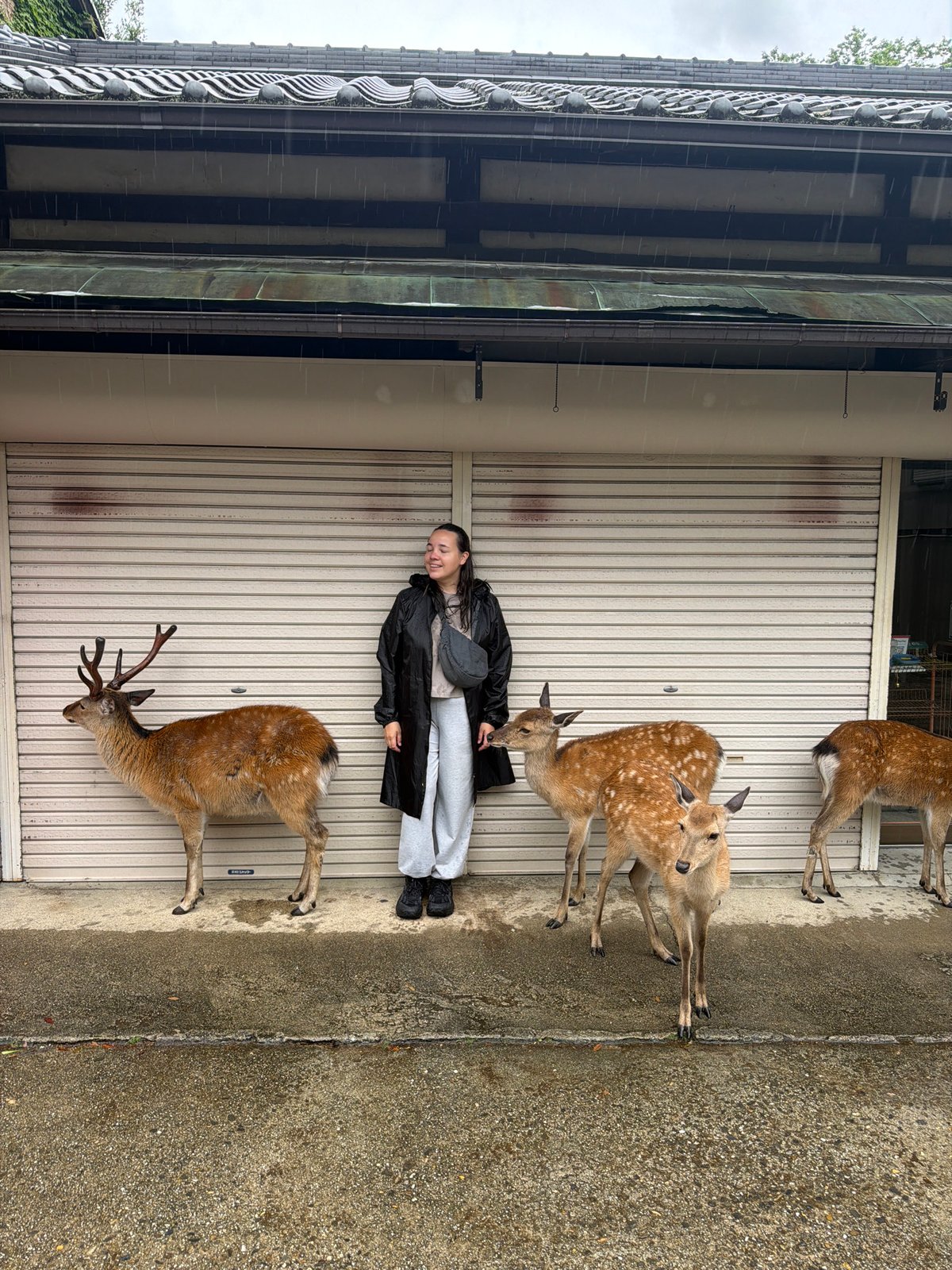 Morning rain brings Nara's deer into shops and streets