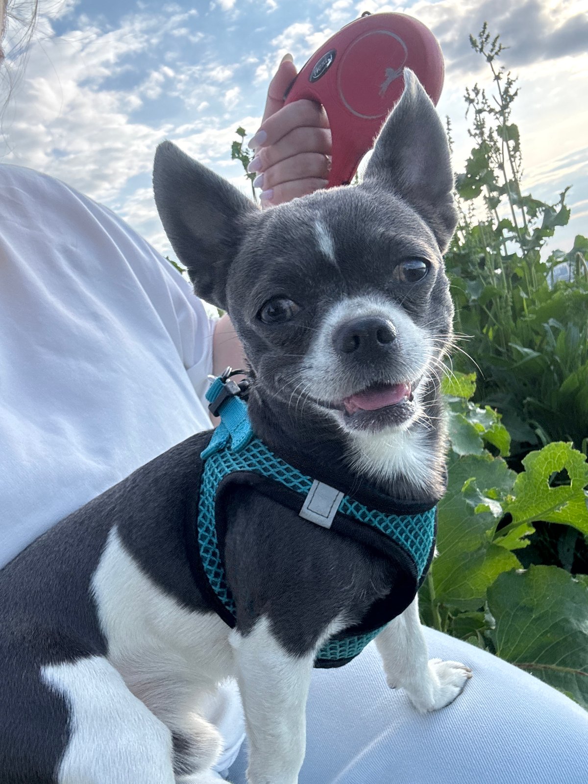 Small dog photographed with playful expression in Новинки, Russia
