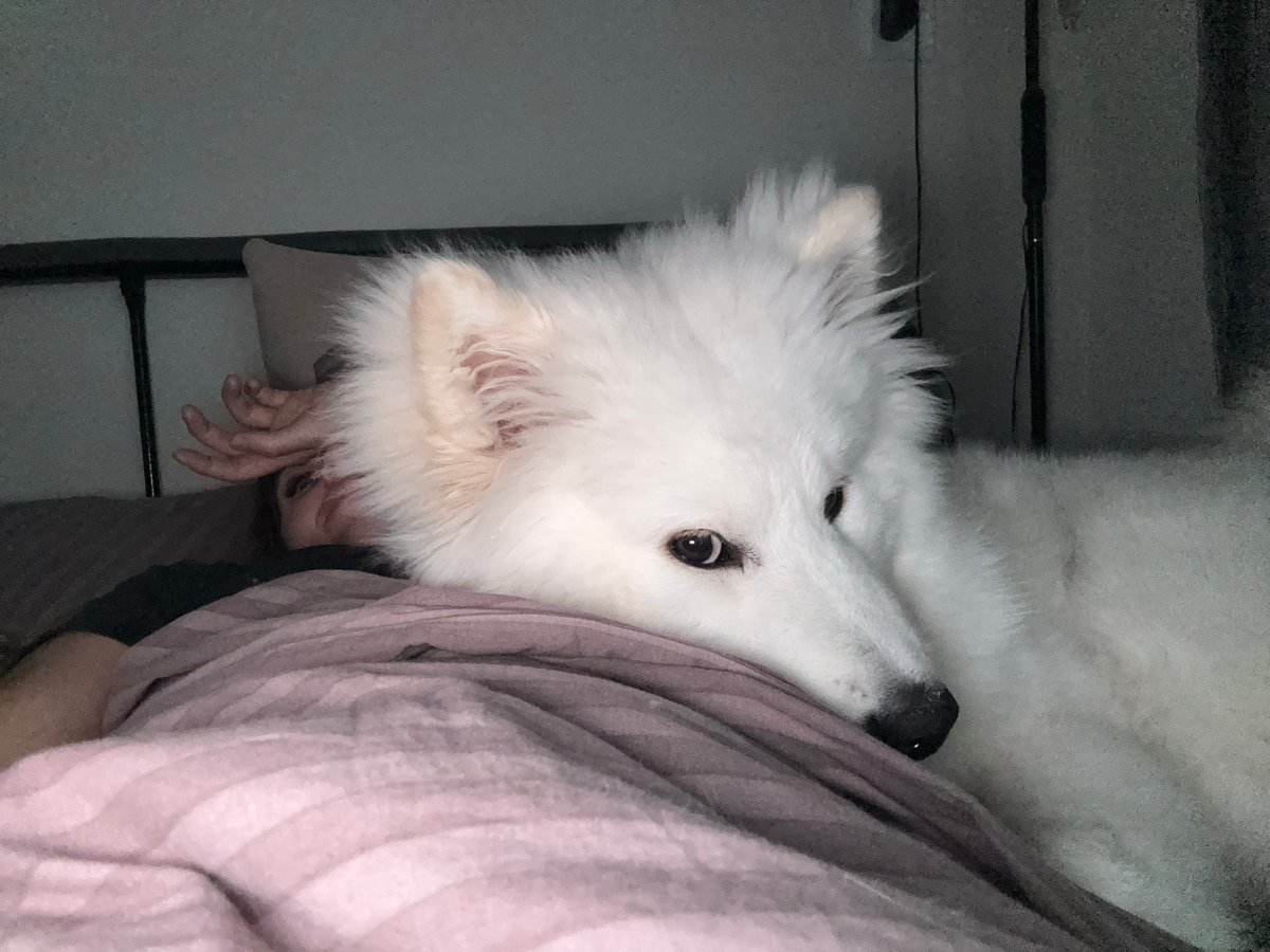 Morning life glimpses across Chaikovsky: pets, shopping, exercise