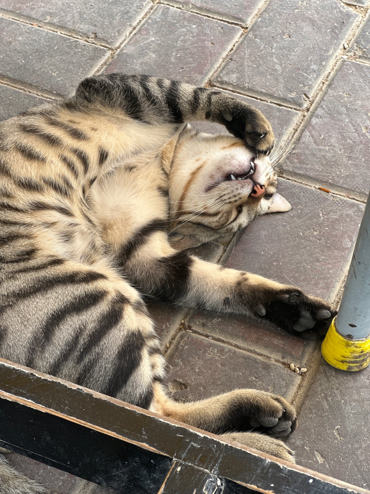 Tabby cat fully relaxed on pavement in Karachi