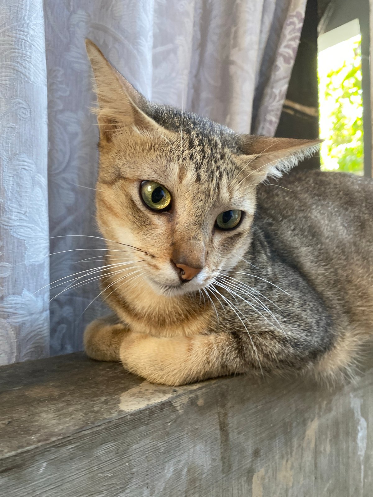 Morning breakfast and neighborhood cats in Davao City