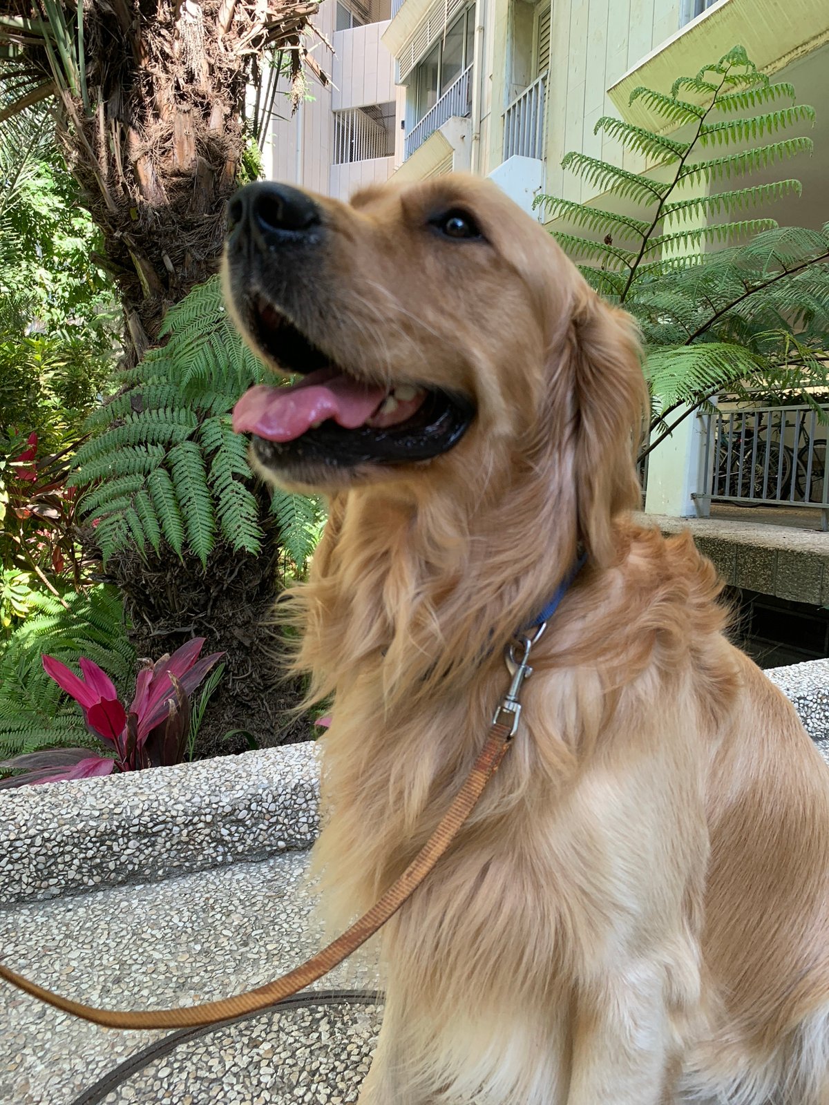 Dogs on a Tel-Aviv afternoon walk, elevator included