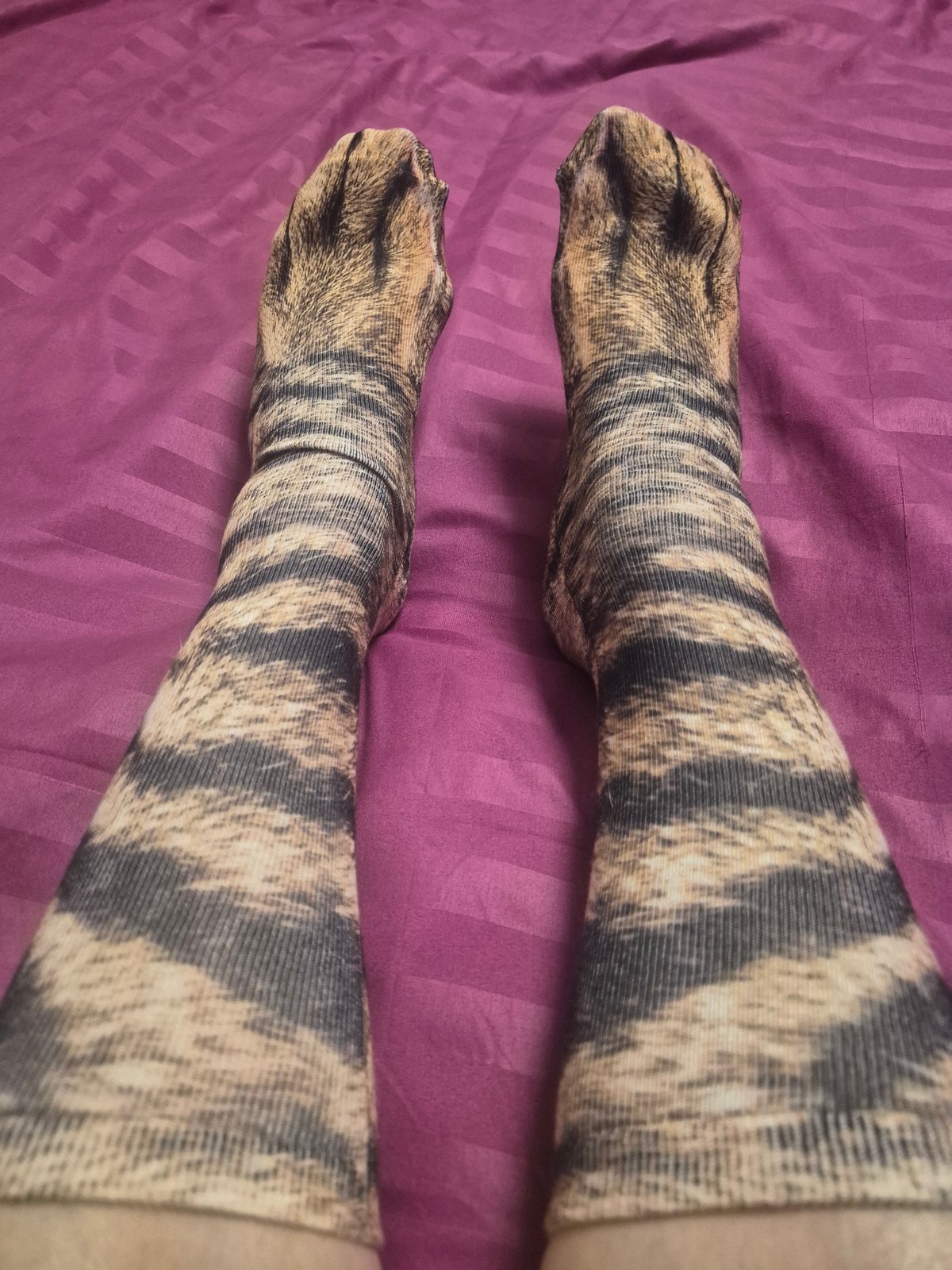 Cat-themed clothing items documented in personal fashion display