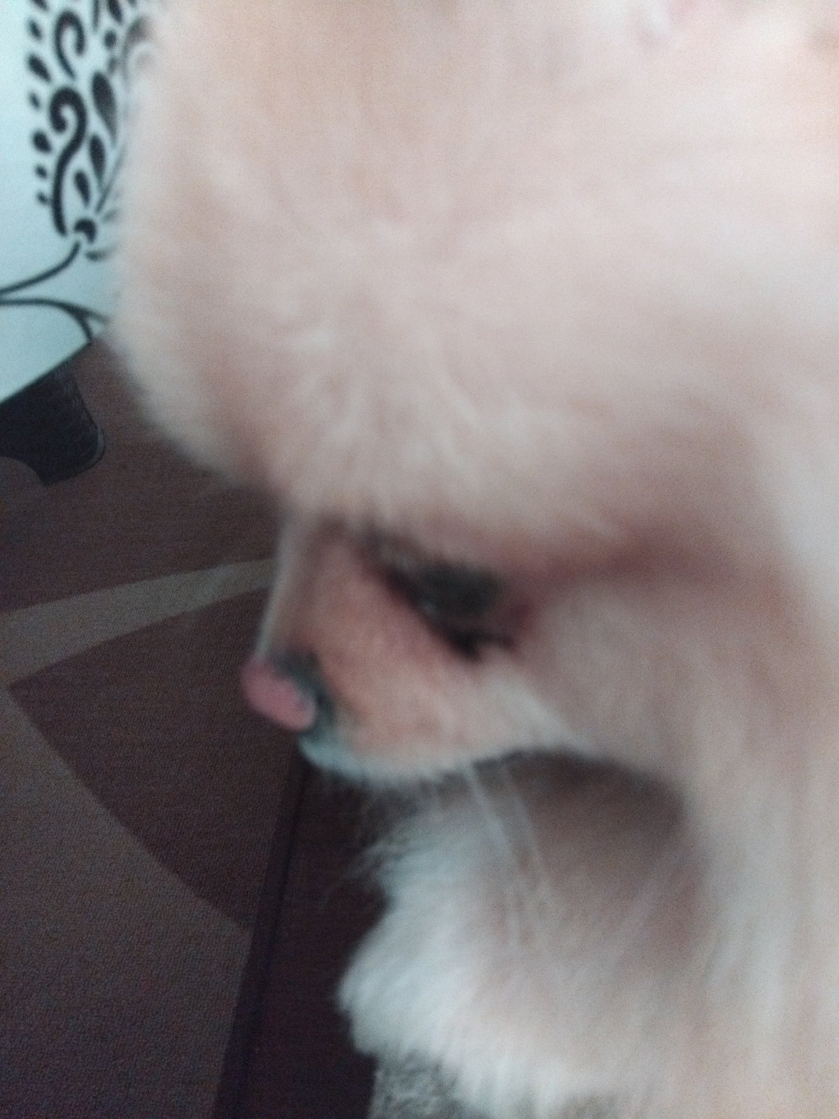 Pomeranian dog resting indoors captured in Apriltsi, Bulgaria