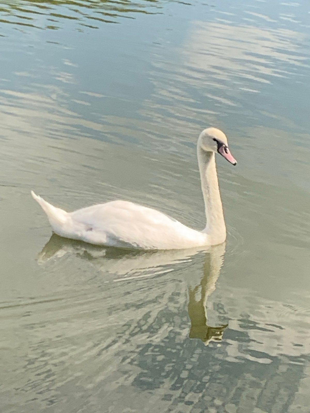 Swans, wildlife, and summer blooms along a Kolomyia parkside