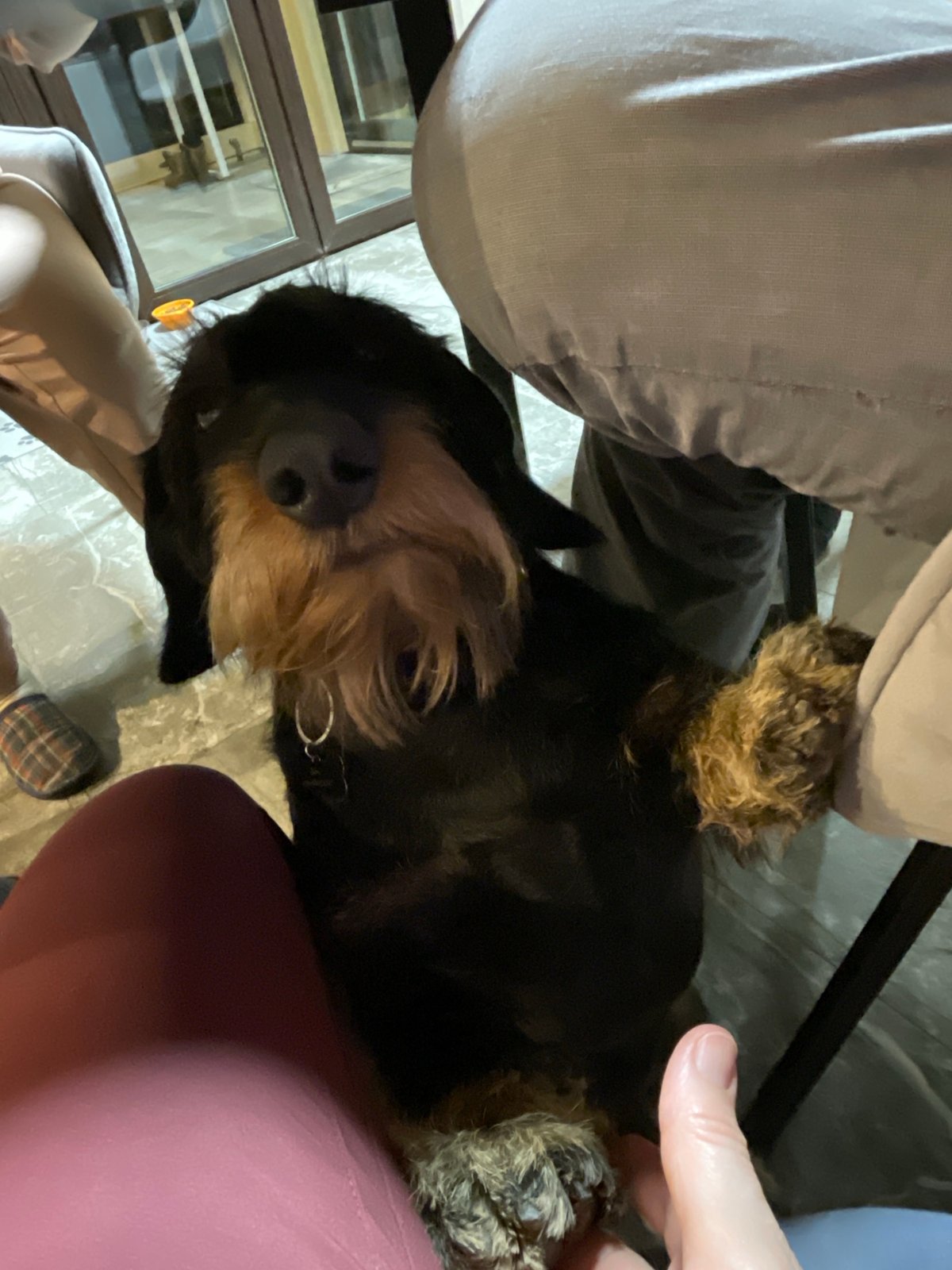 Evening pet interactions captured in Russian home gathering