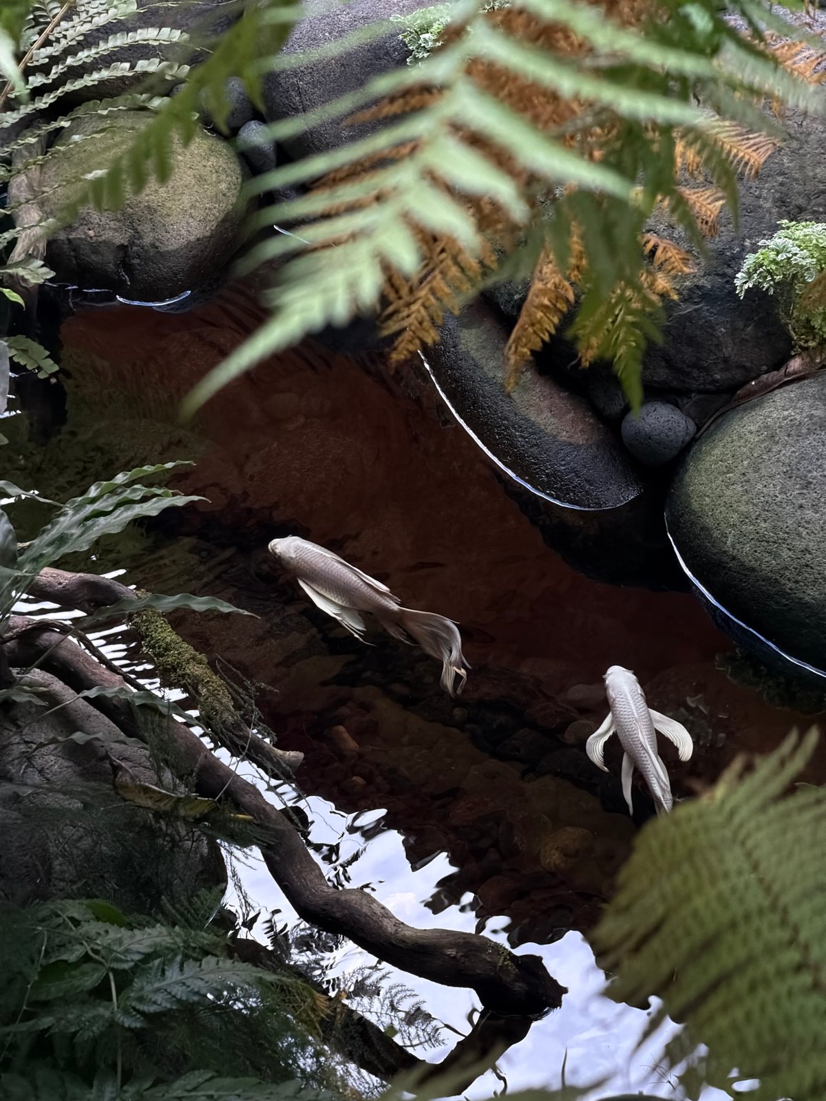 Koi pond with tropical plants observed in North Kuta