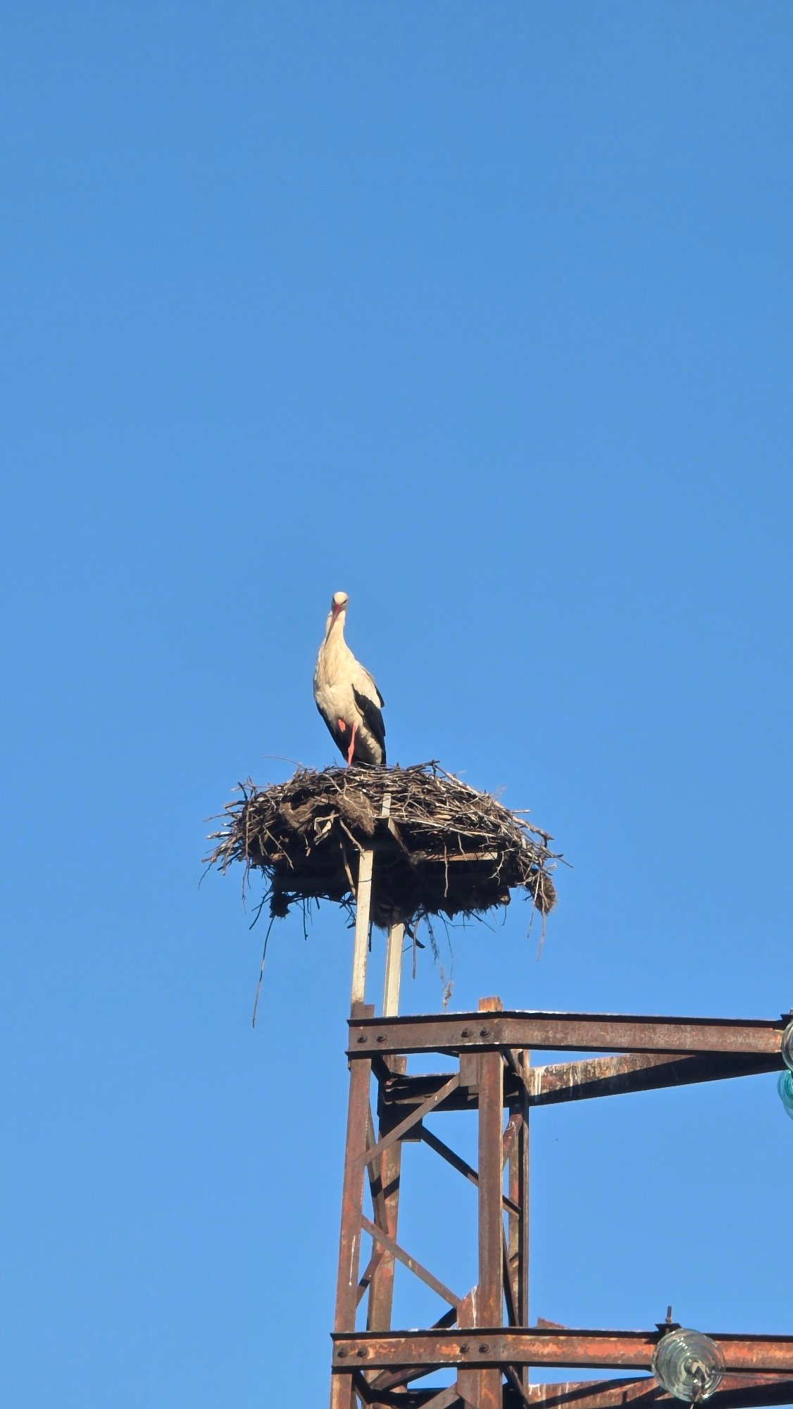 Storks observed nesting on electrical tower in Bulgaria