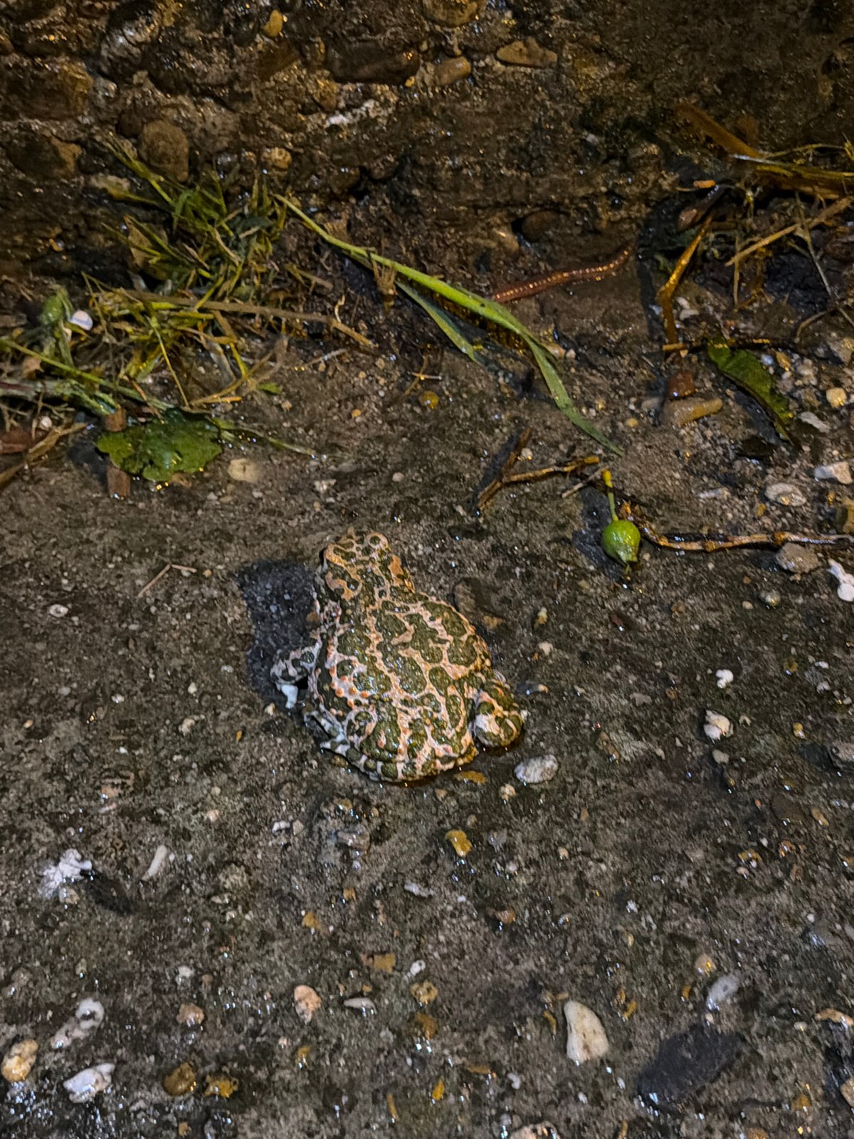 Toad spotted on pavement in Bulgarian village, briefly disturbed