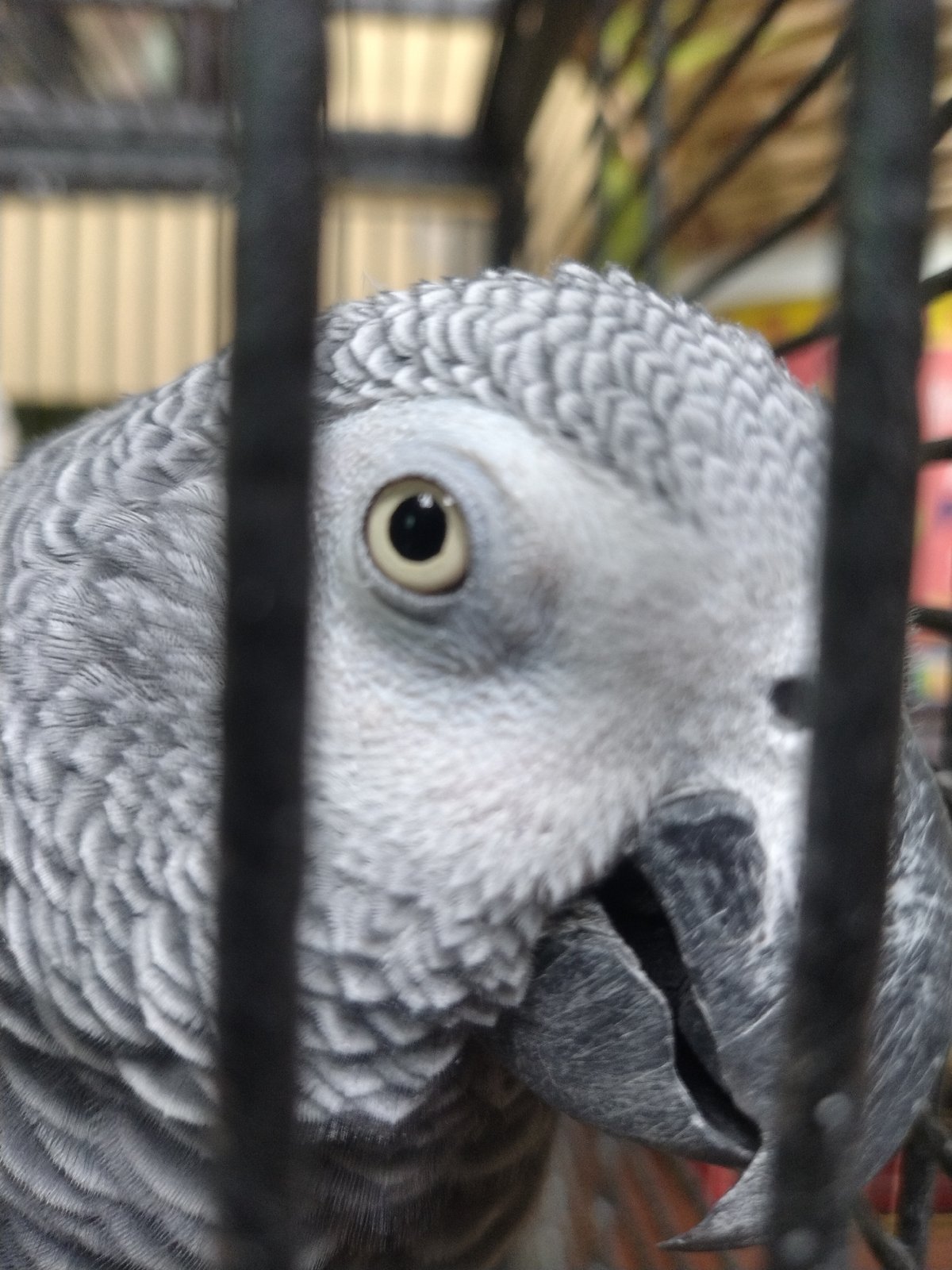 African Grey Parrot photographed in cage in Luxembourg