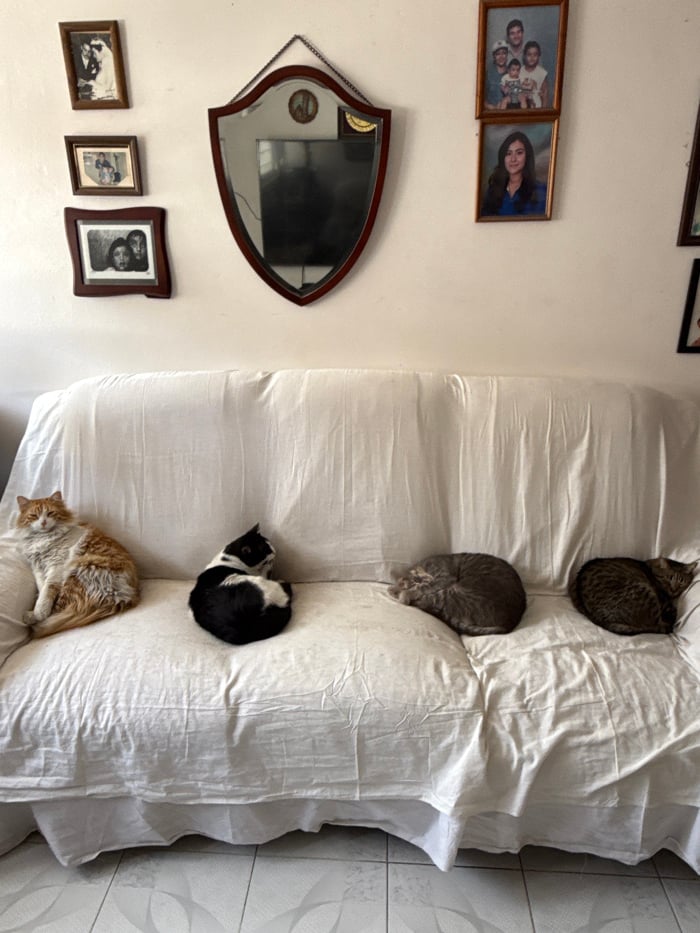Four cats lounge on couch during quiet evening in Puebla