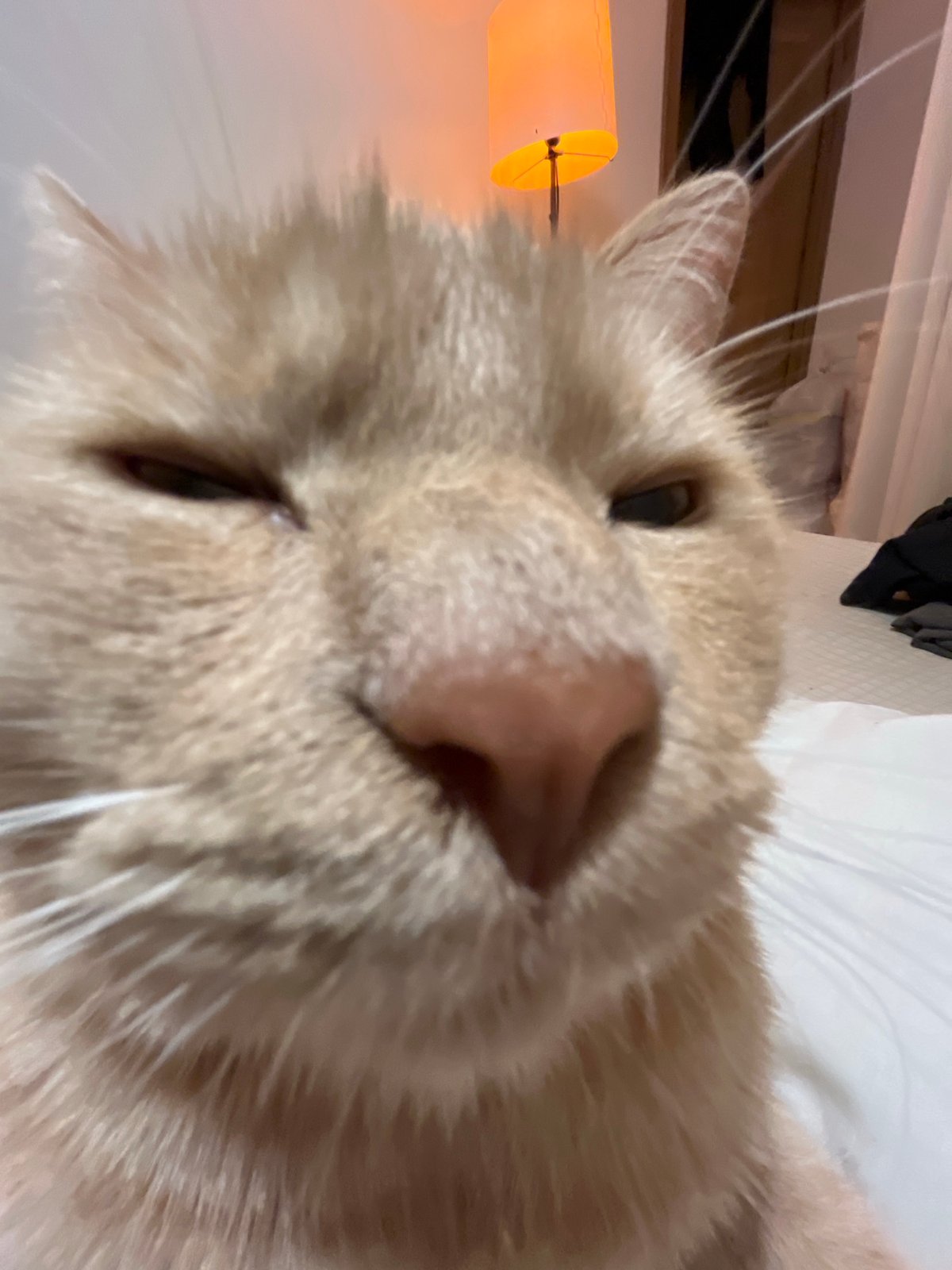 Close-up cat portraits captured during evening photography session