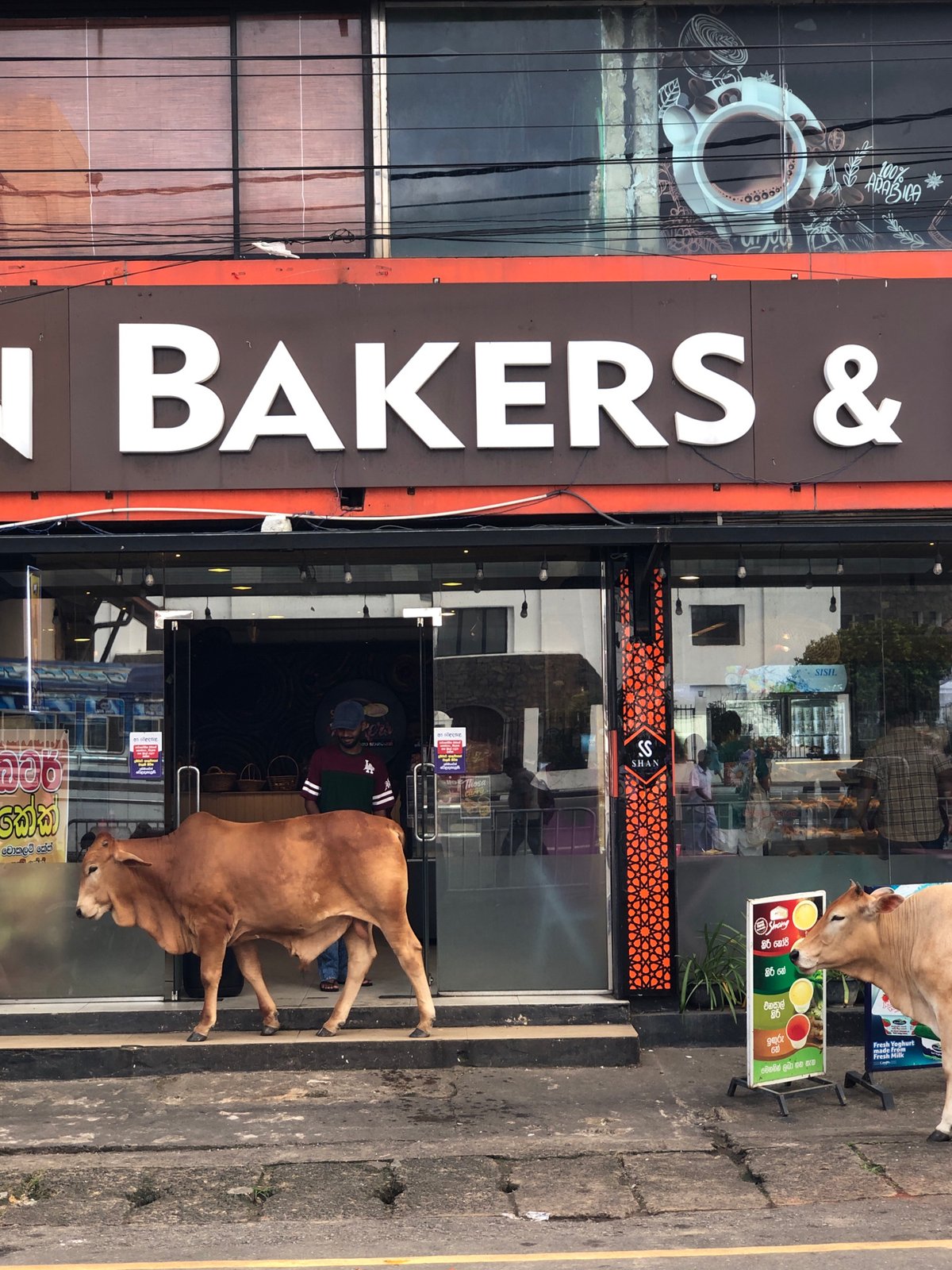 Cow roams Galle's bakery strip on a quiet morning