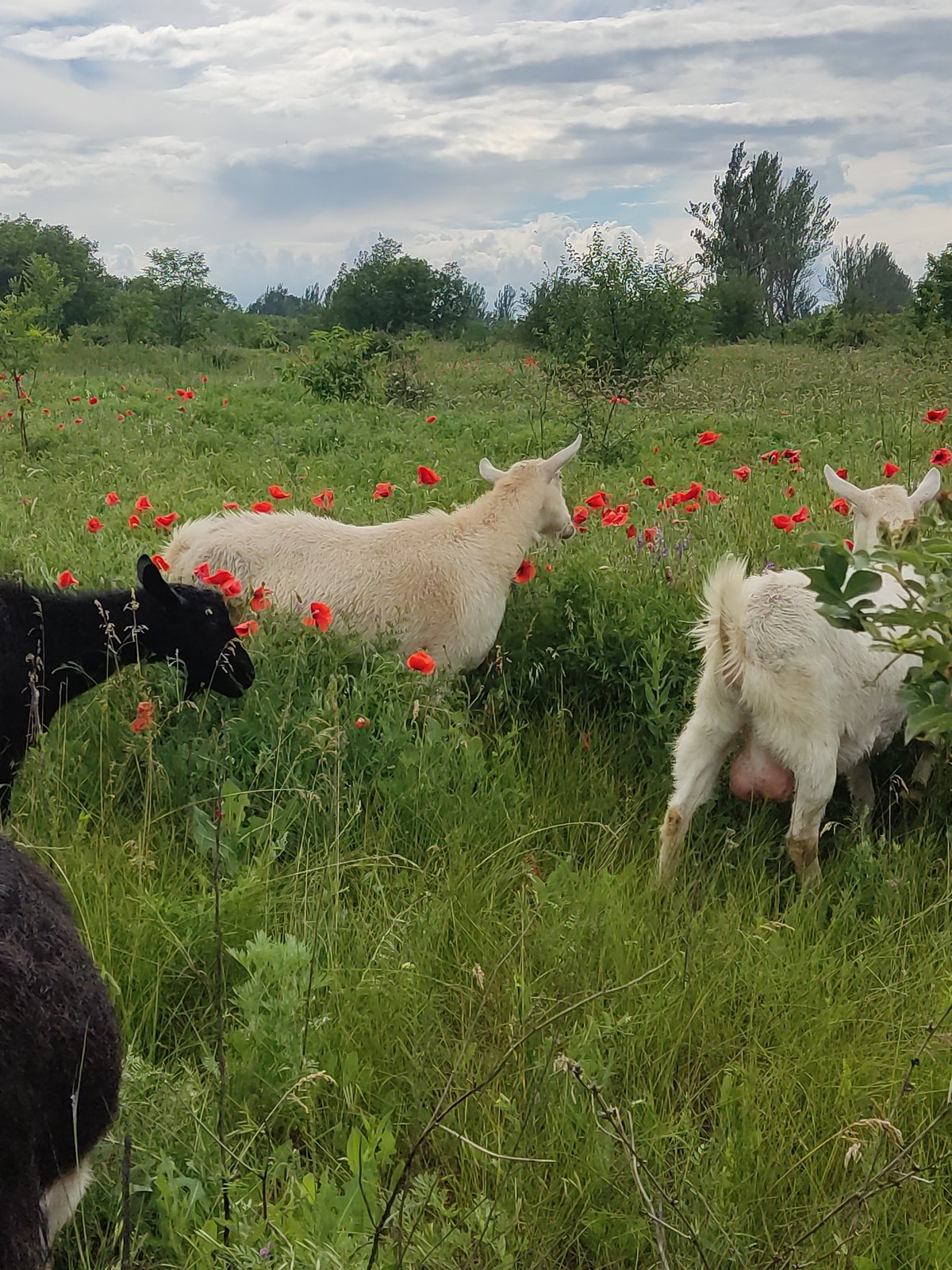Goats graze poppy meadow in Mar'yanivka Ukraine