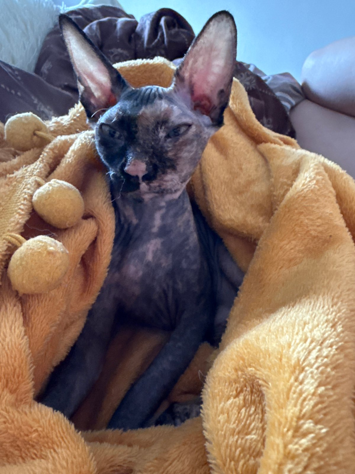 Sphynx cat sleeps under golden blanket indoors