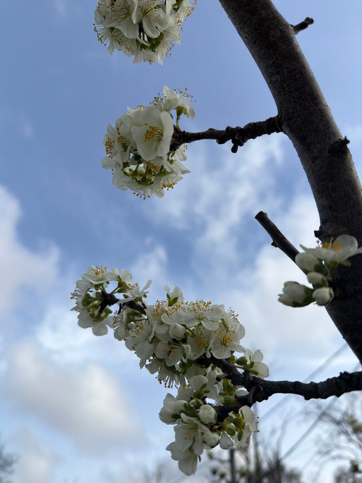Spring flowers bloom in Varna, Bulgaria