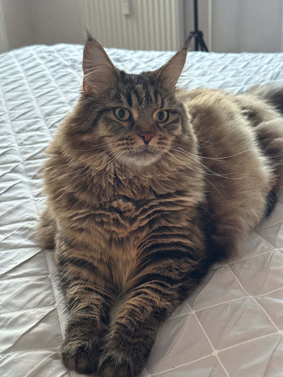 Tabby cat lounges on a bed in Izhevsk apartment