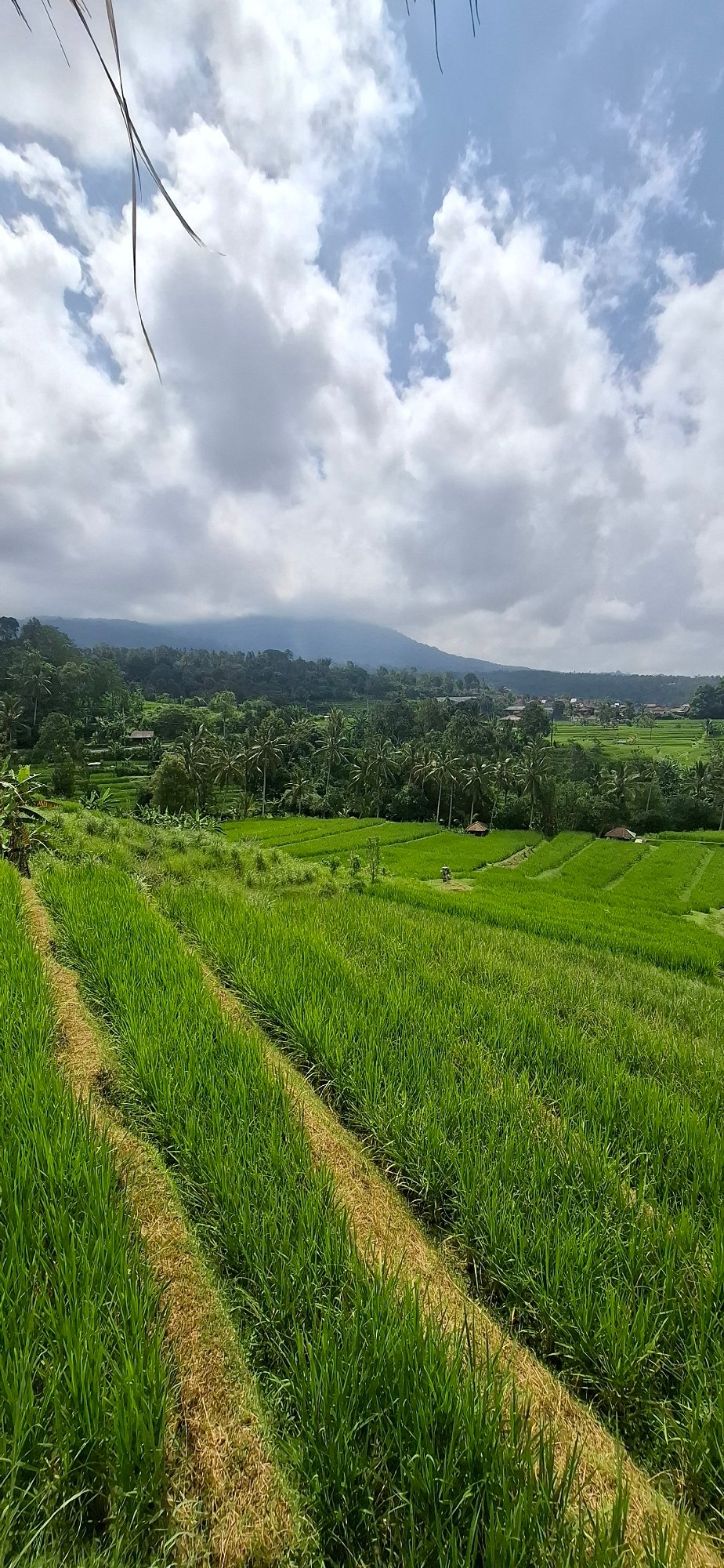 Agricultural landscapes documented in Penebel, Indonesia rice terraces