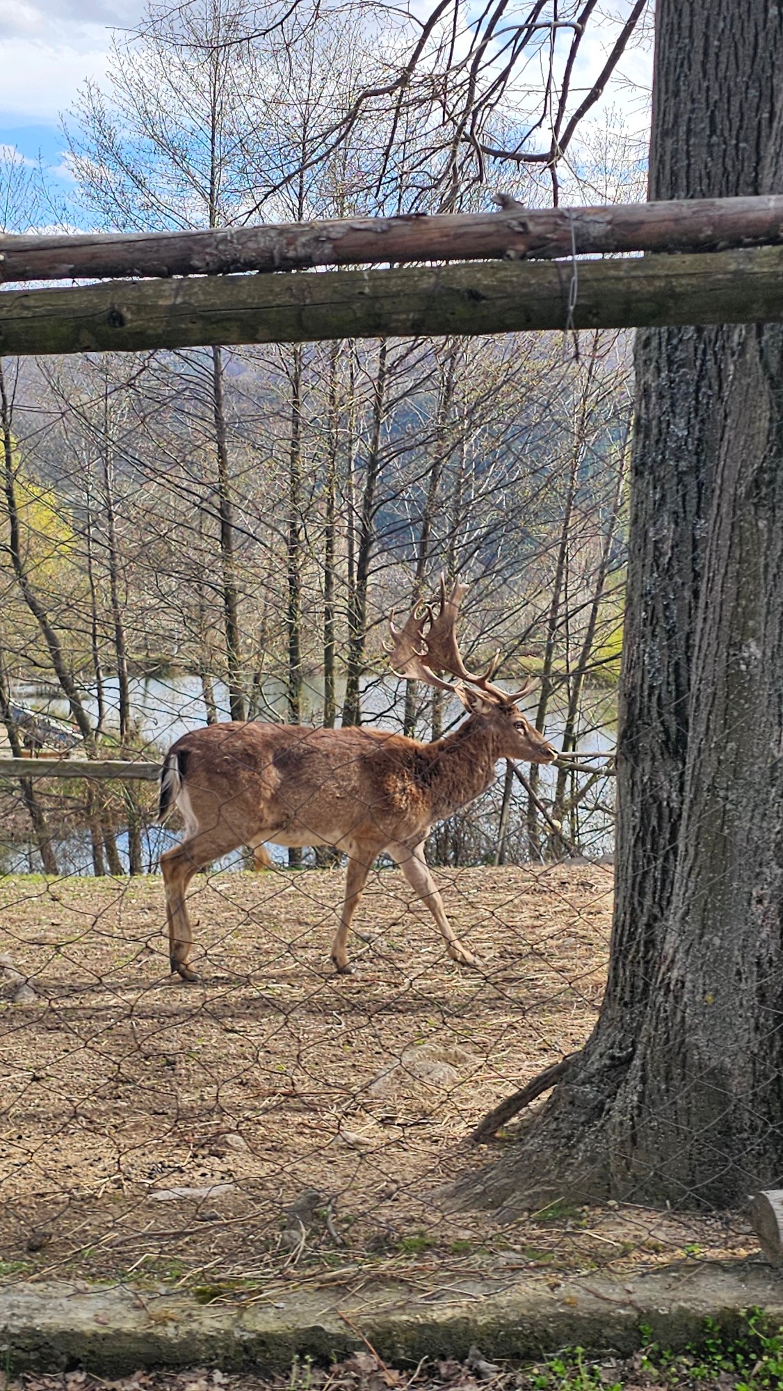 Wildlife spotted at Klisura park facility in Bulgaria