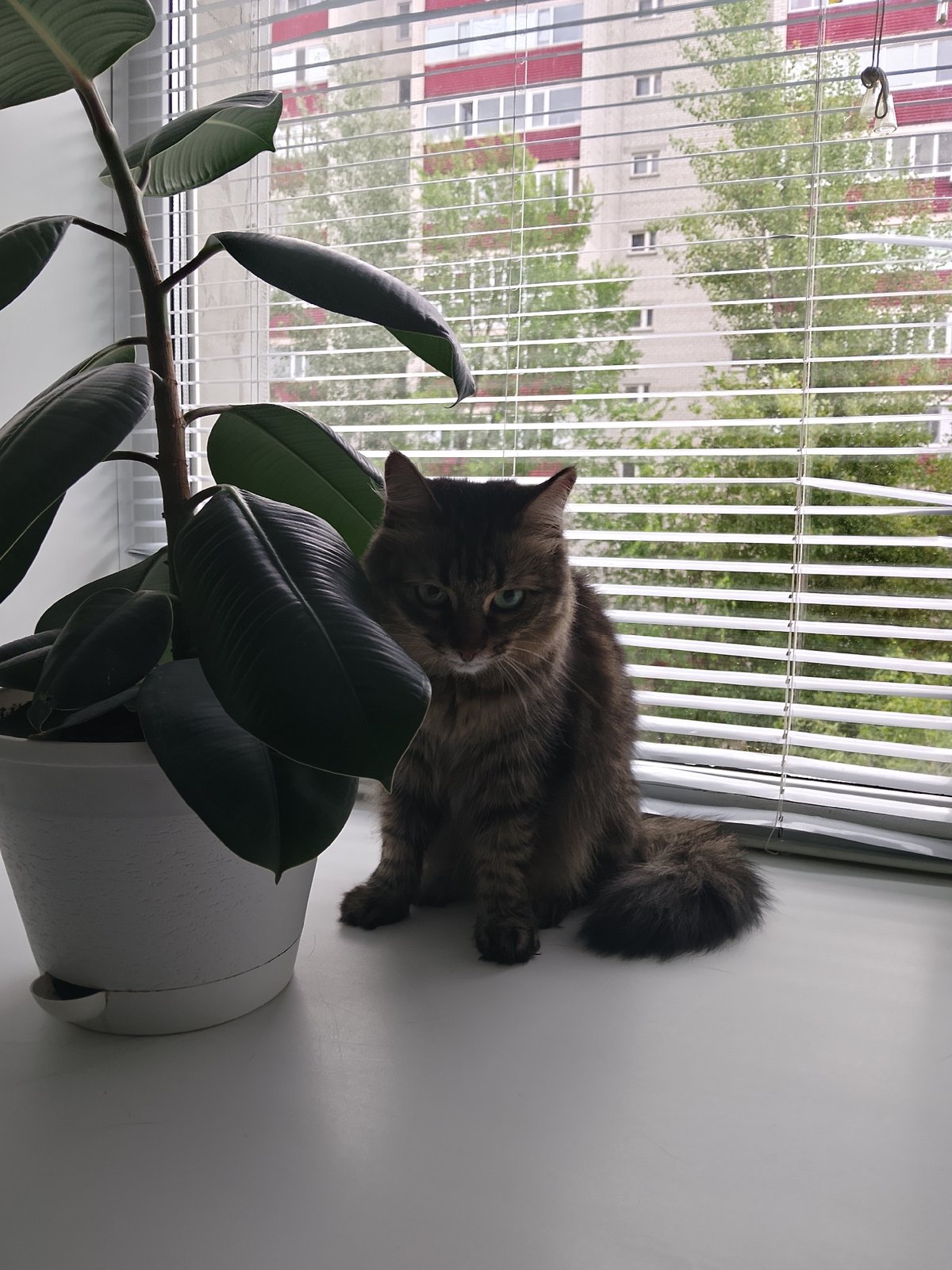 Tabby cat on a windowsill with a ficus plant nearby