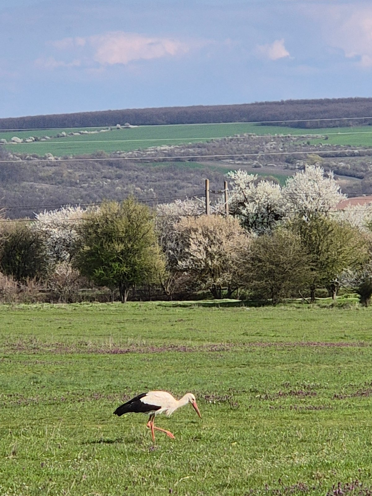 Spring countryside scenes documented in Bulgarian village Медовина