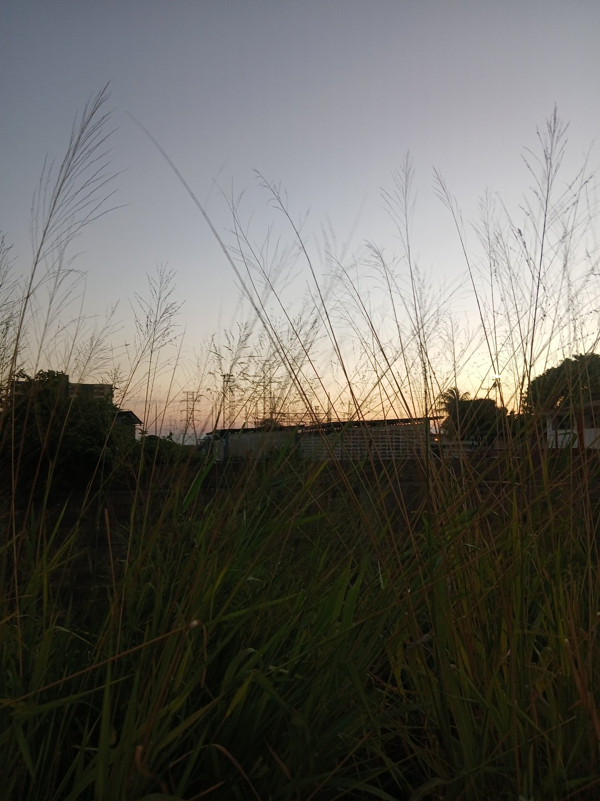 Evening observations of urban vegetation and parked vehicle