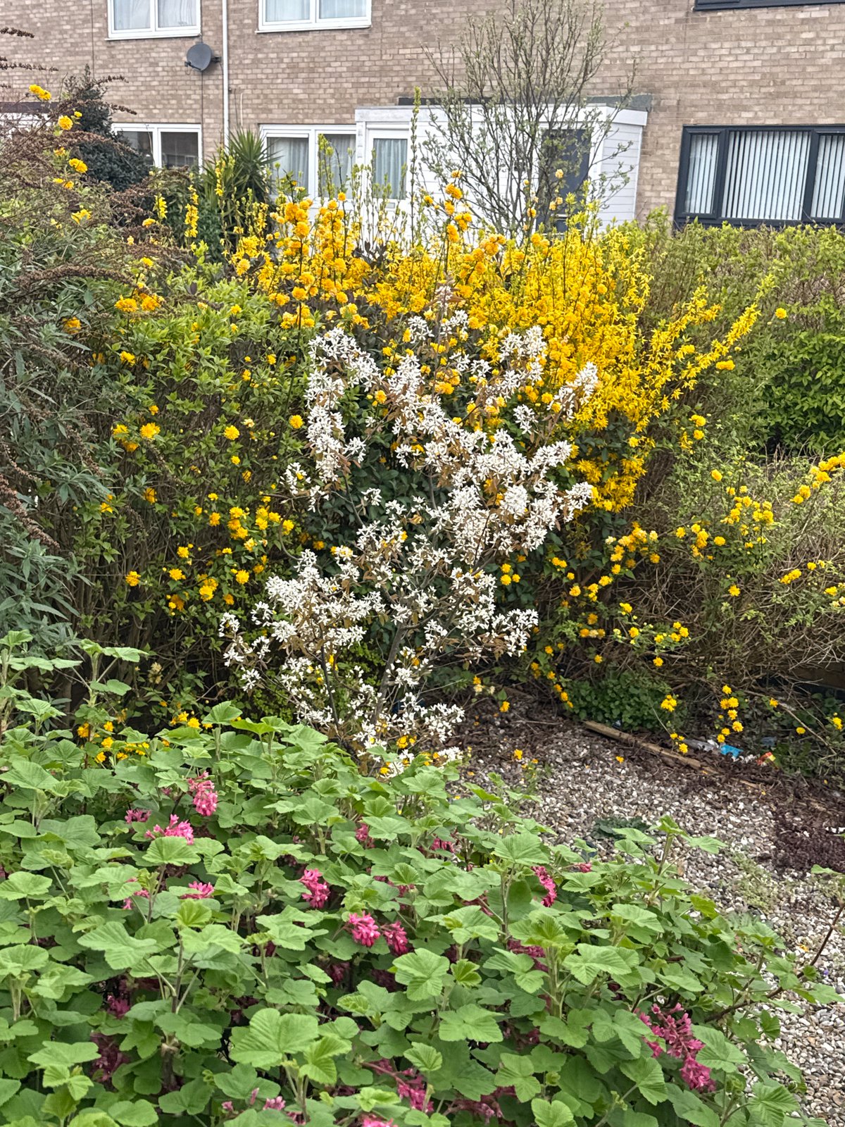 Spring blooms documented across Great Yarmouth residential areas