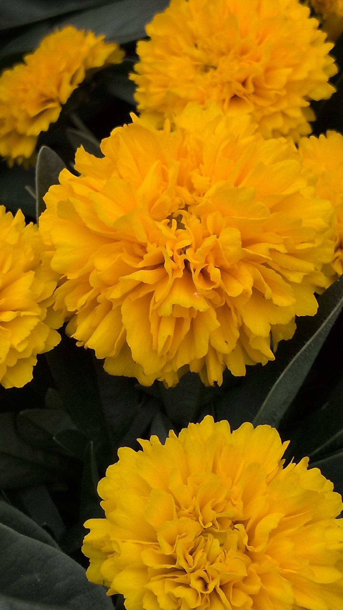 Garden flower photography session in Kölleda, Germany