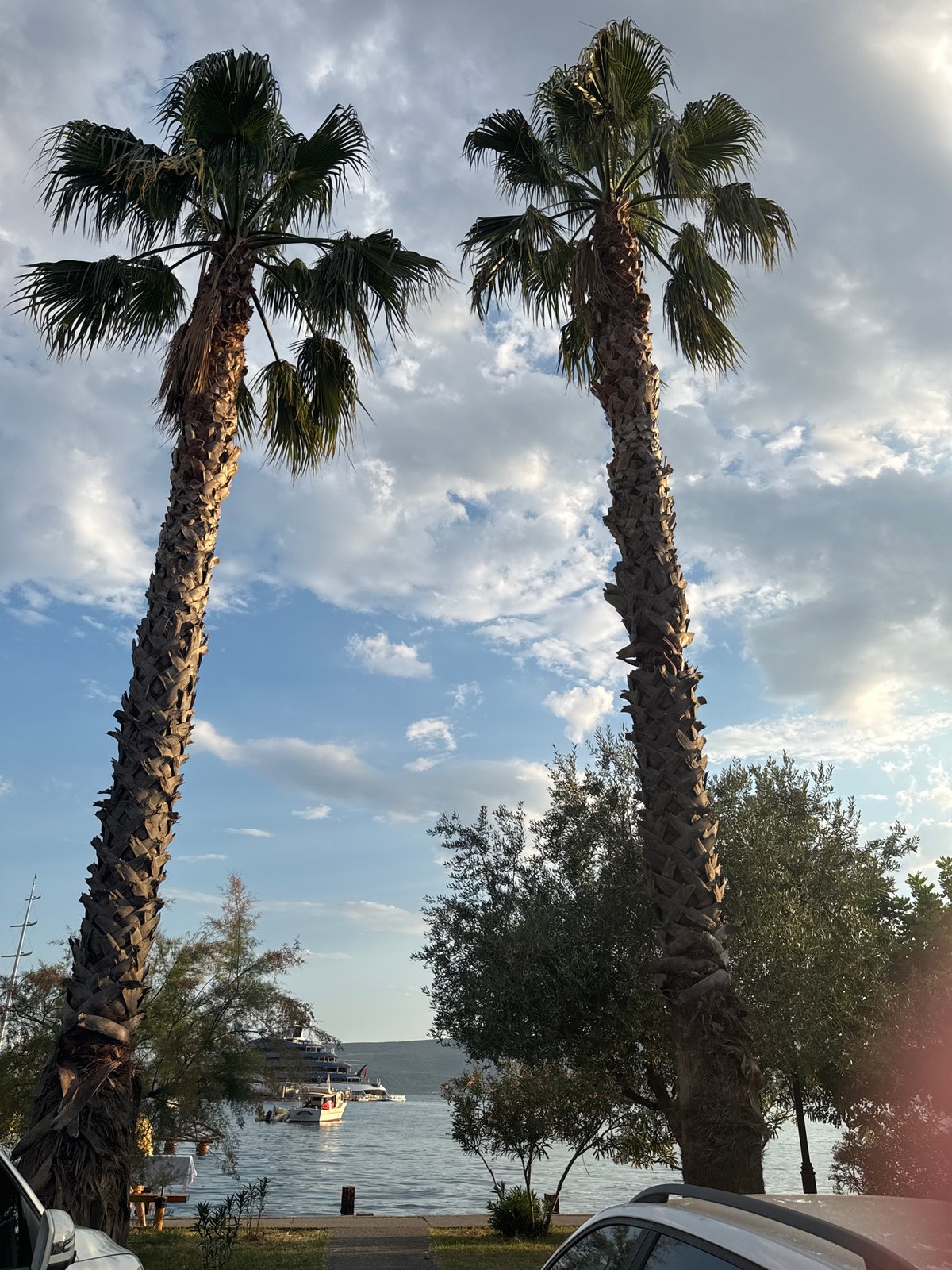 Tivat waterfront: superyachts, street cats, and Mediterranean greenery