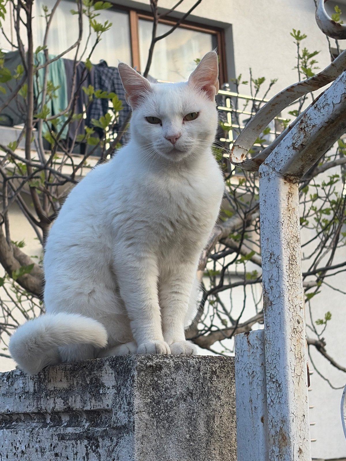 Cat and portrait moments captured in Budva, Montenegro