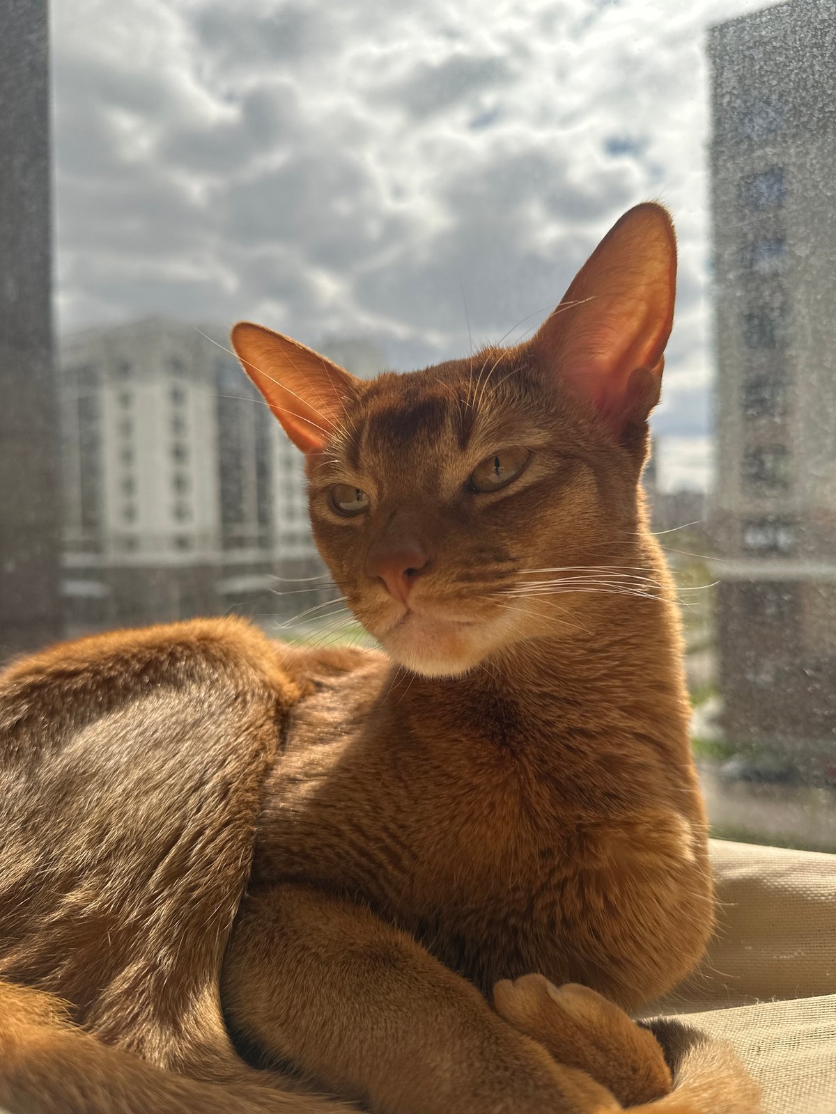 Cat spotted by window in Kazan, Russia