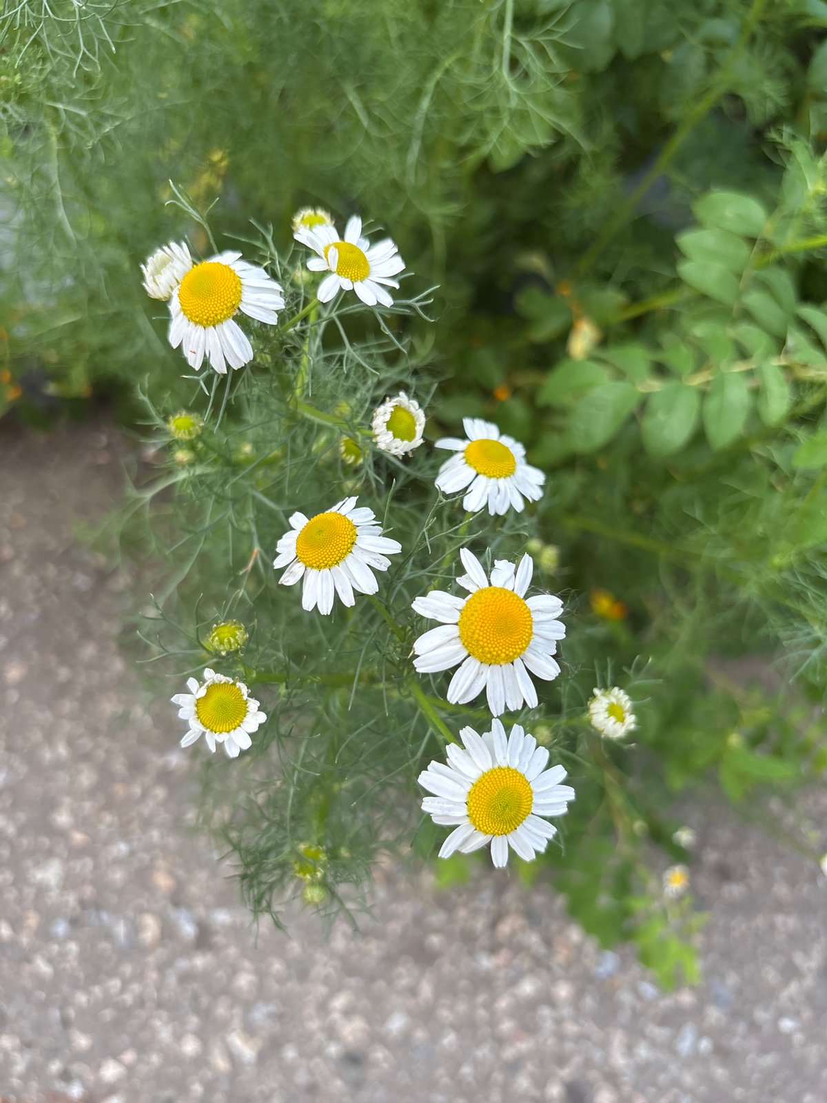 Wildflowers and café details from a summer afternoon in Blagoveshchensk