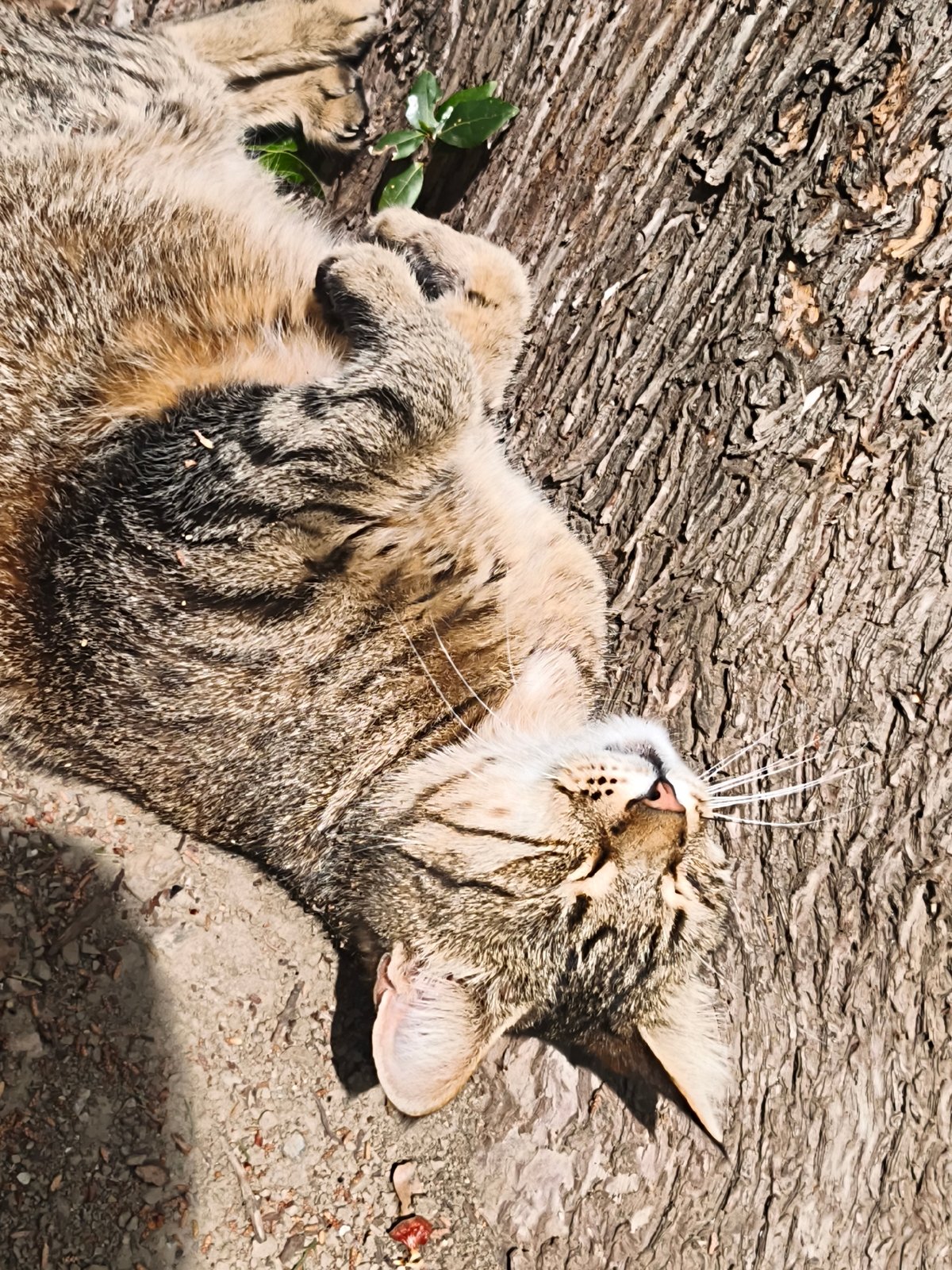 Peaceful wildlife moments captured in Ukrainian coastal town