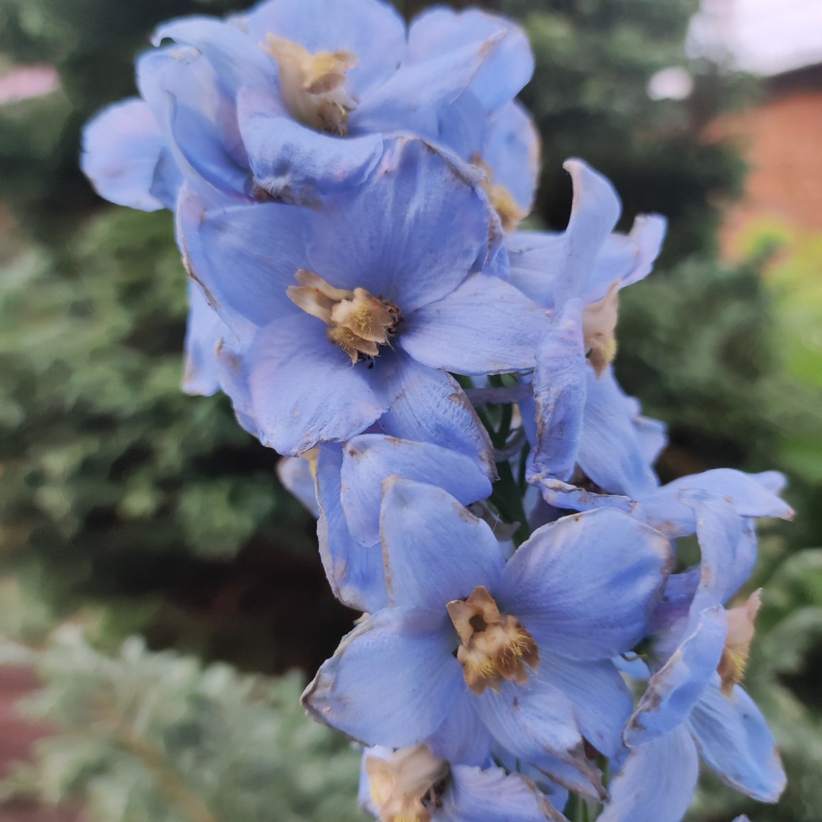 Close-up garden flower photography across a dozen-plus blooms
