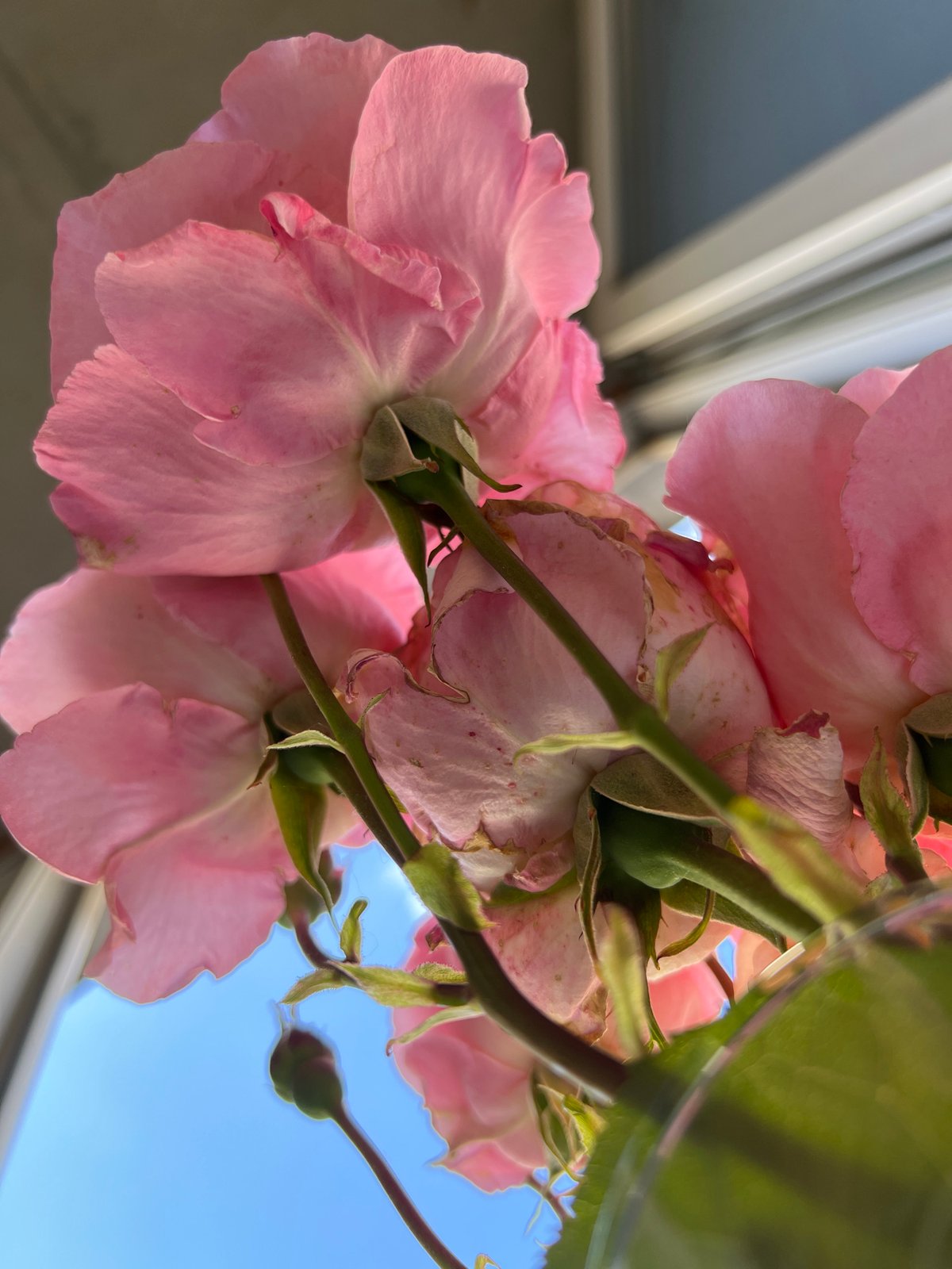 Roses photographed near window in Krasnodar apartment, May 2026