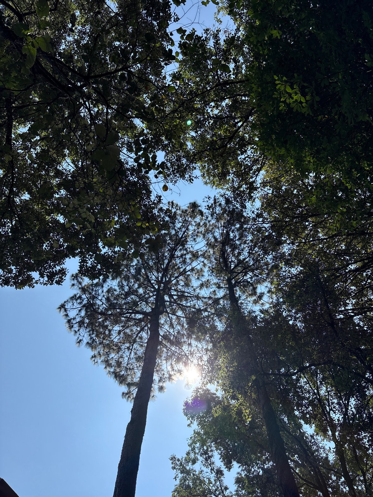 Trees photographed against blue sky in Valle de Bravo