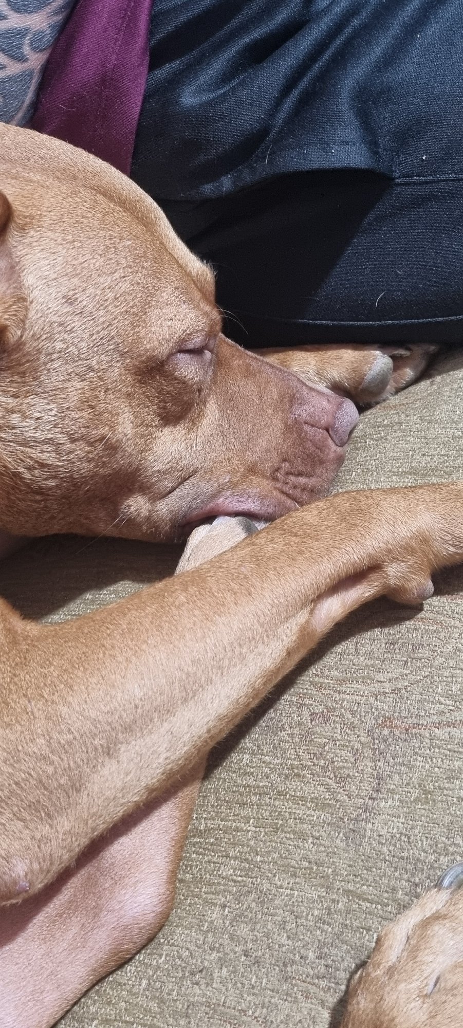 Brown dog photographed resting indoors over 40-minute period