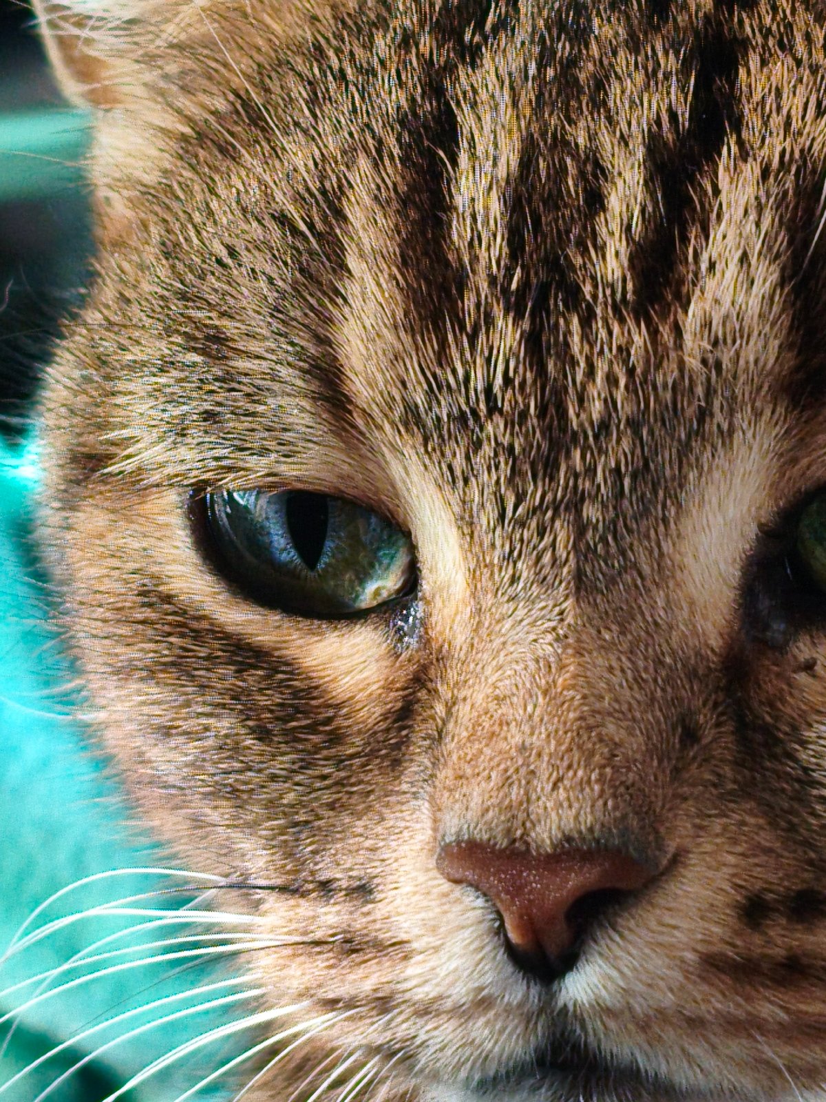 Tabby cat relaxes and grooms on a teal blanket in Orenburg
