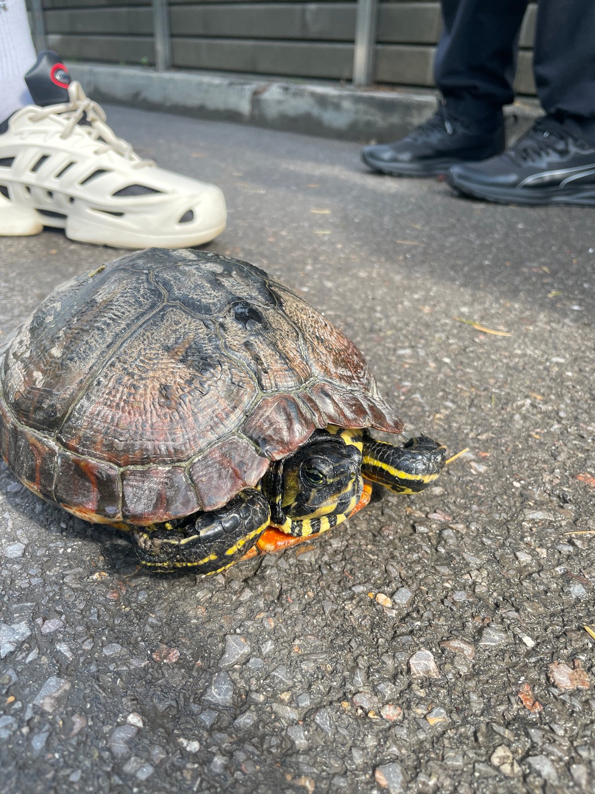 Striped turtle found on Sofia street, handled by passerby