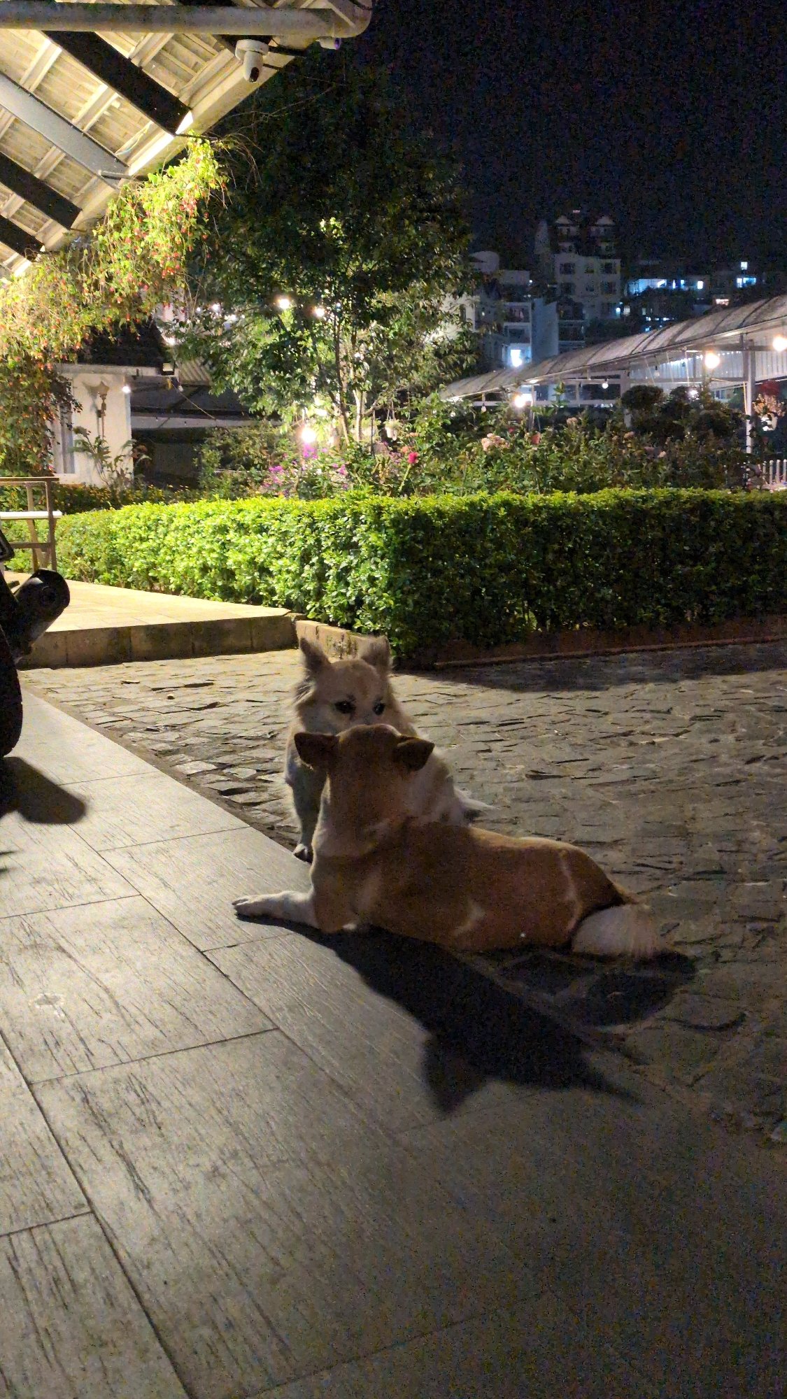 Casual moments documented in Da Lat cafes and streets