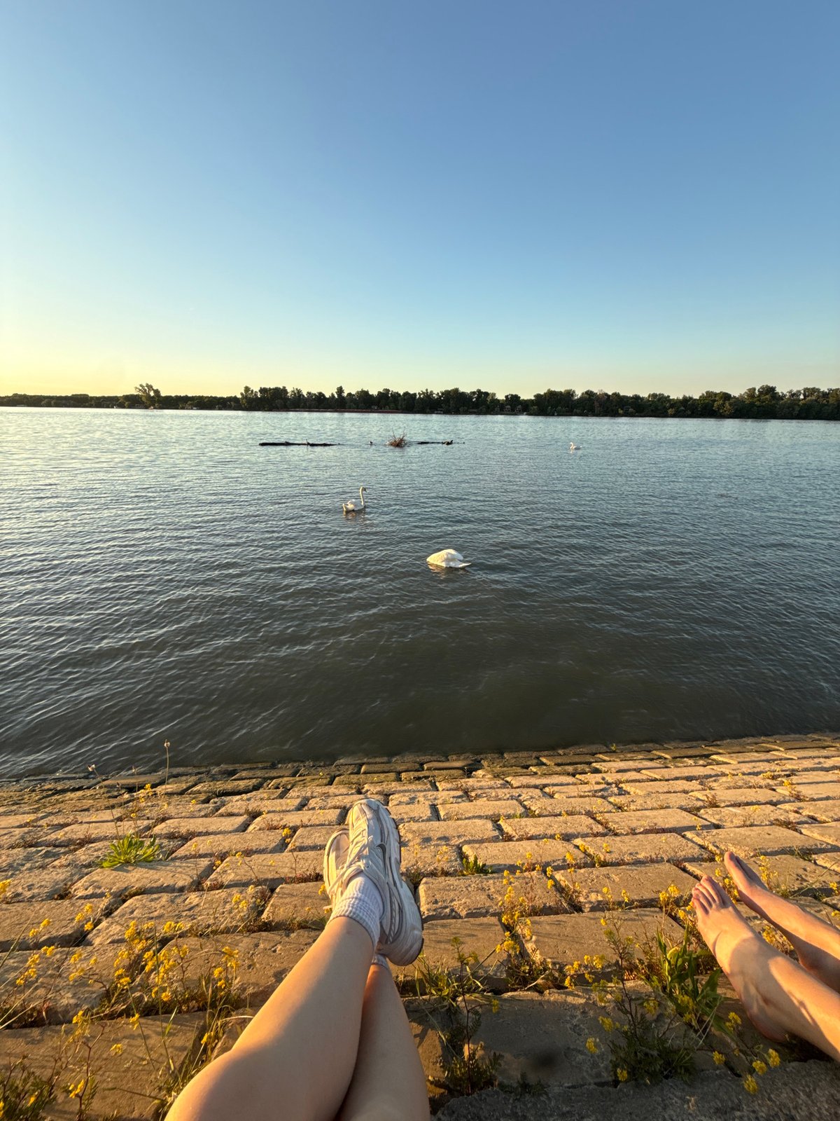 Person feeds swans during evening riverside visit in Belgrade