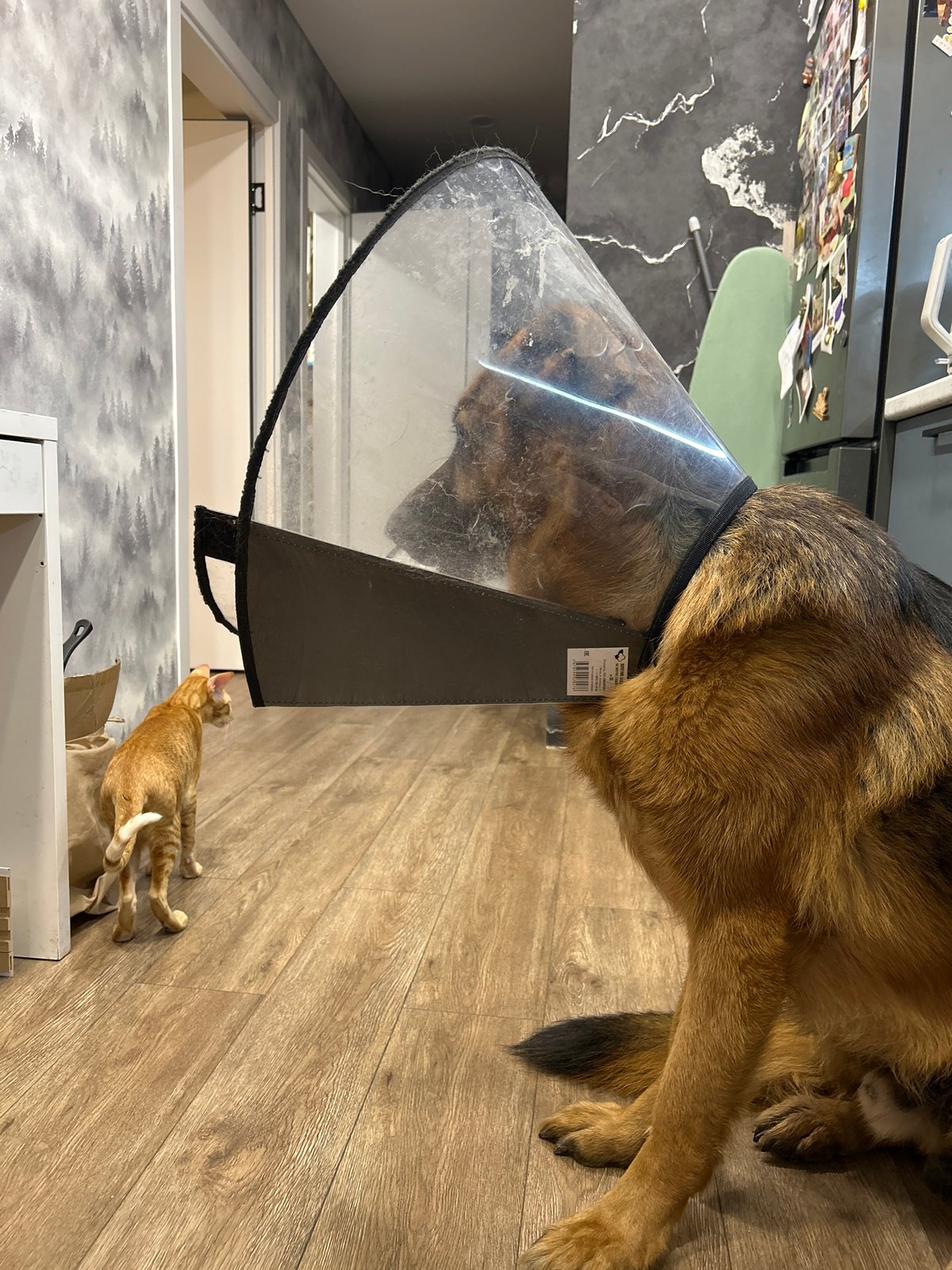 Cone-wearing German Shepherd navigates home life with its animal housemates