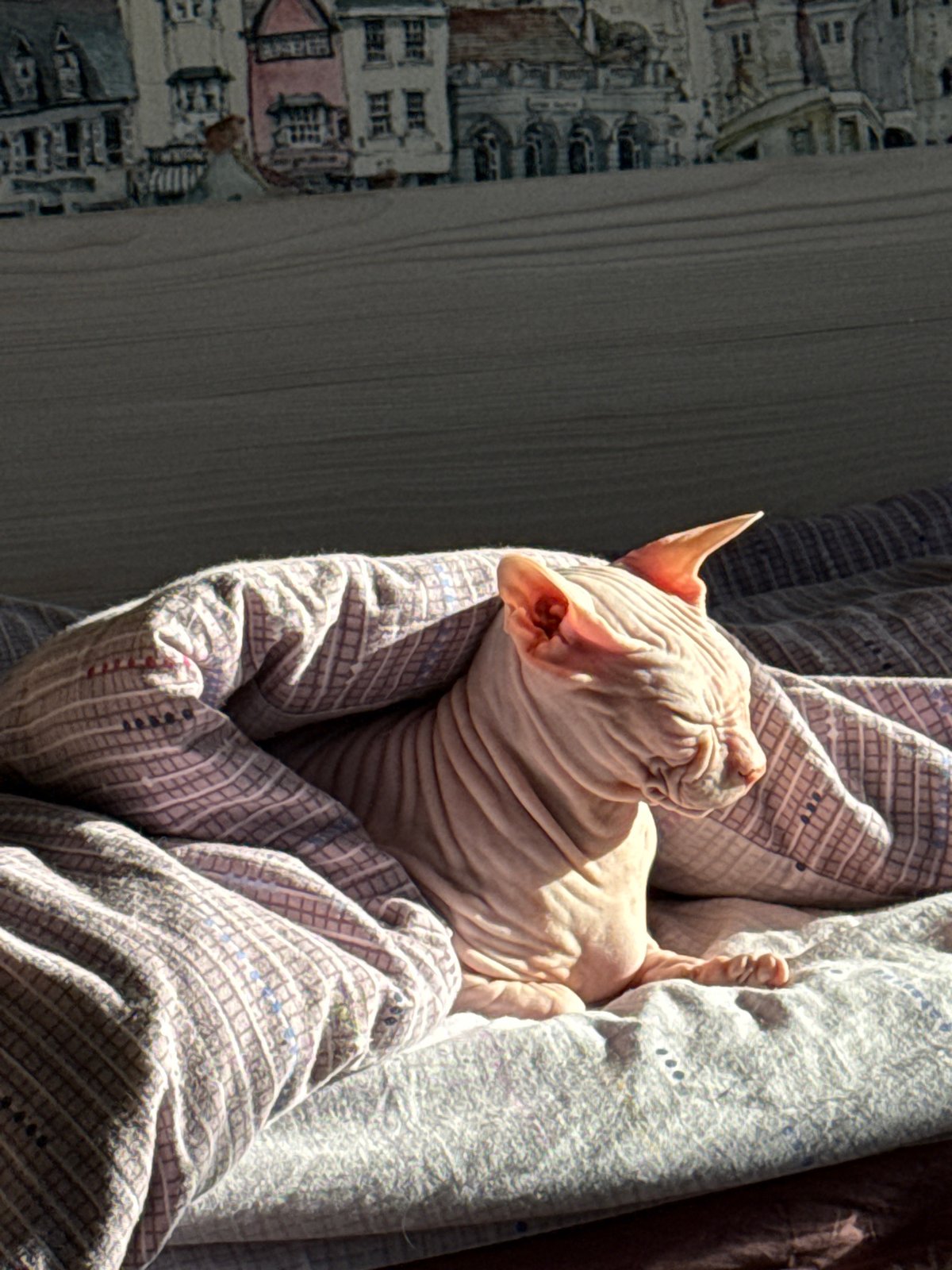 Sphinx cat photographed bundled in blankets in Krasnoyarsk
