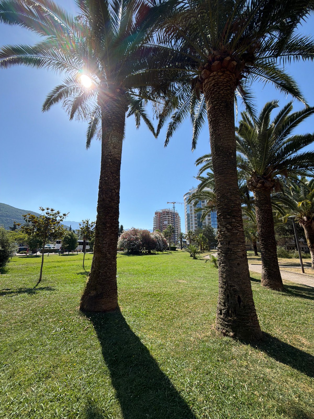 Sunny morning stroll through Budva's waterfront park with dogs
