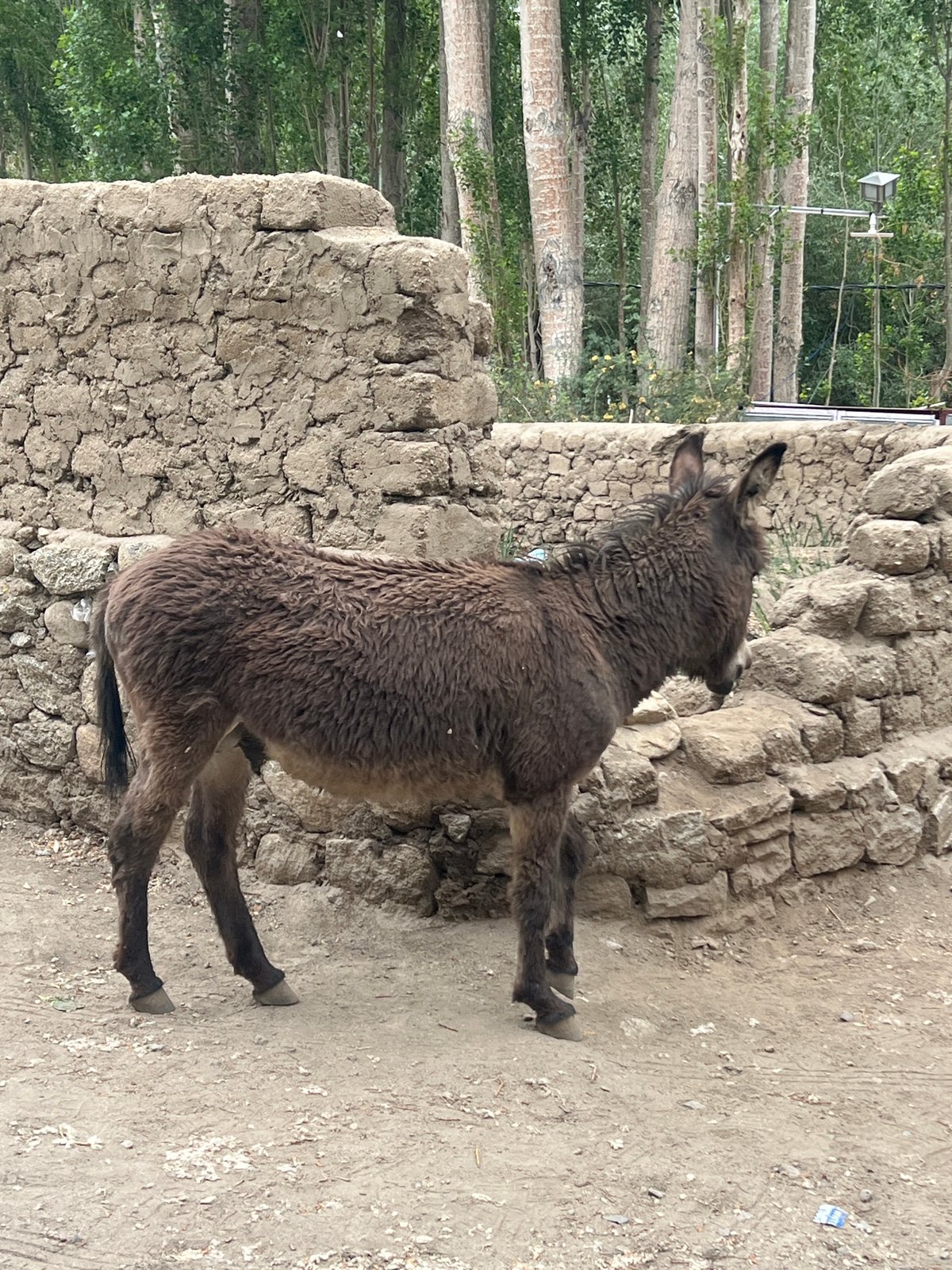 Washing clothes in Leh's irrigation channels, donkeys in the lanes