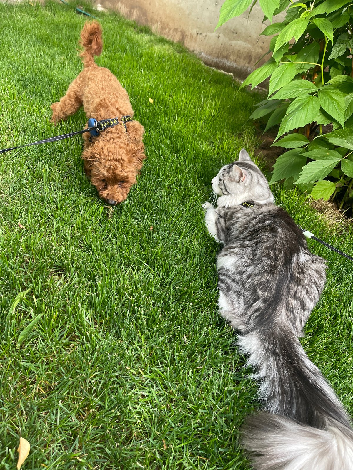 Leashed pets enjoy garden time together in Sofia