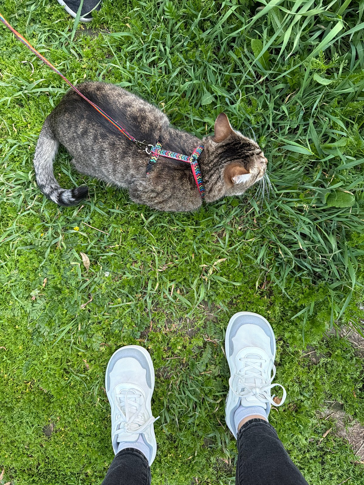 Person walks harnessed tabby cat through Saint Petersburg parks
